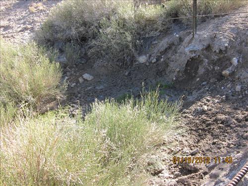 Photos of springs in Mojave National Preserve