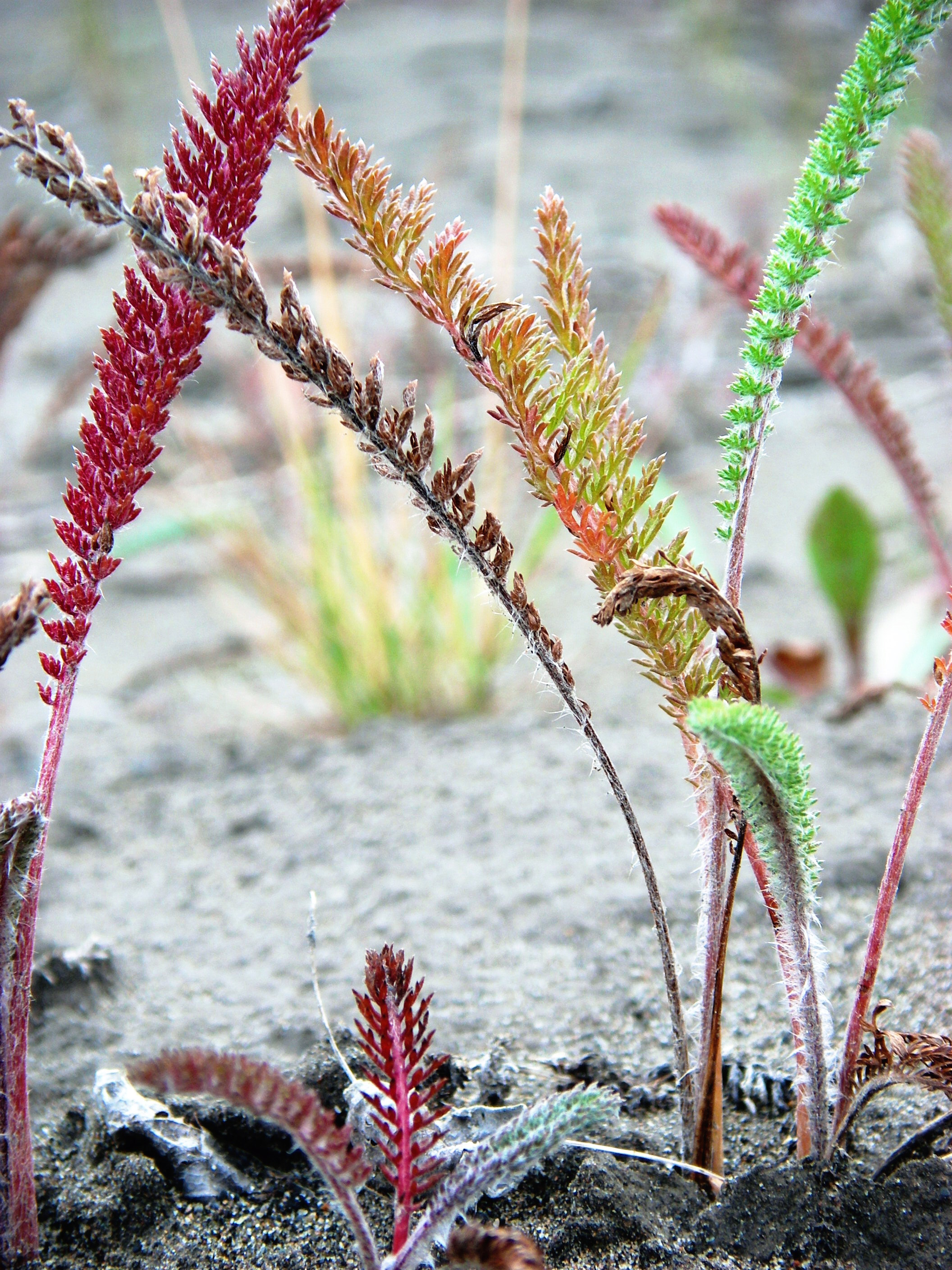 Colorful plants grow out of the sandy ground
