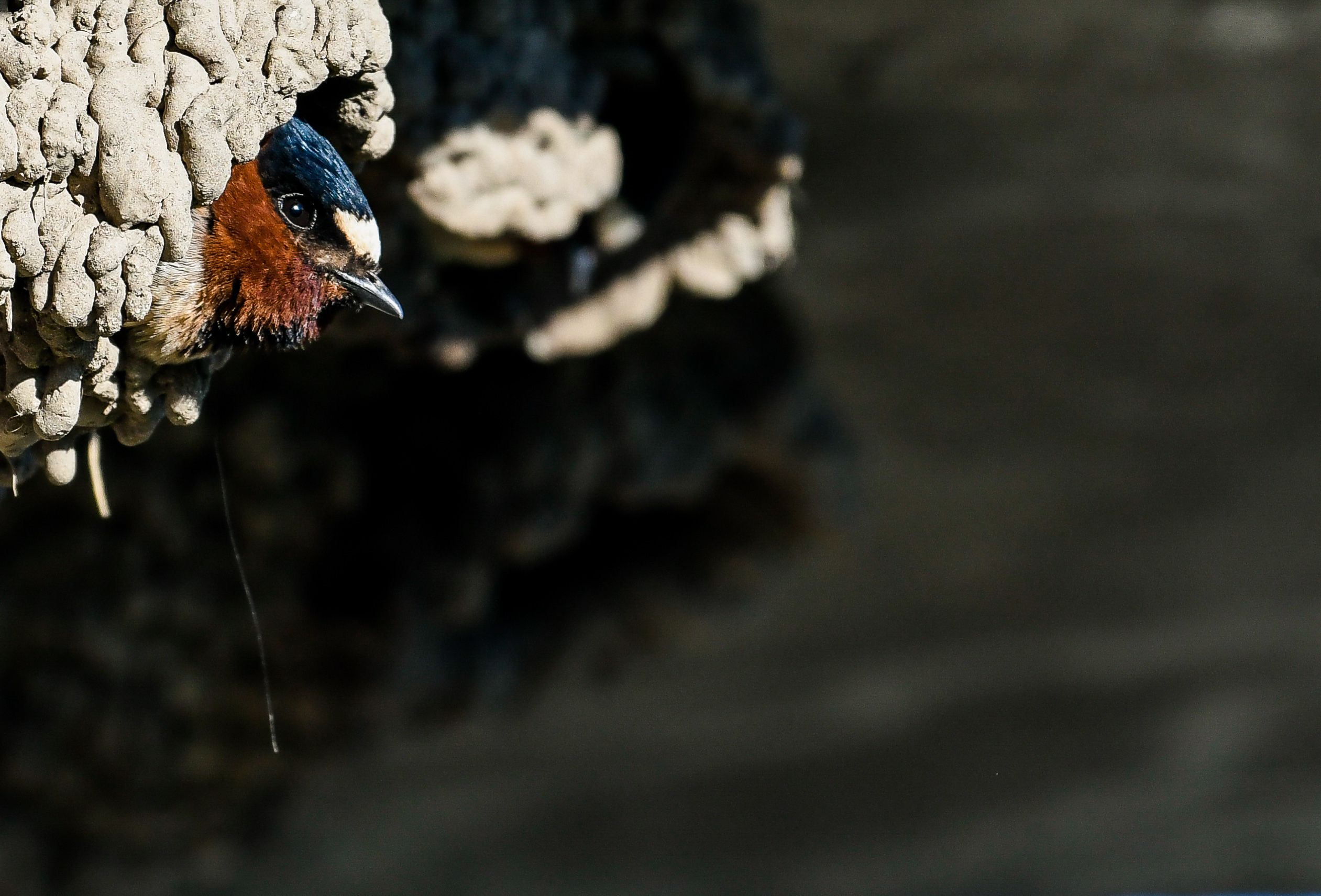 A cliff swallow's head sticking out of a nest