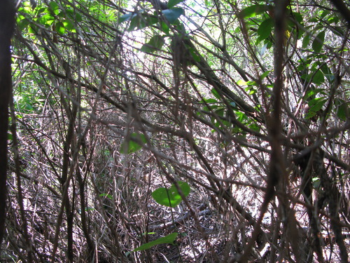 GRSM Accuracy Assessment. Plot Code: GRSM_AA_0895_6