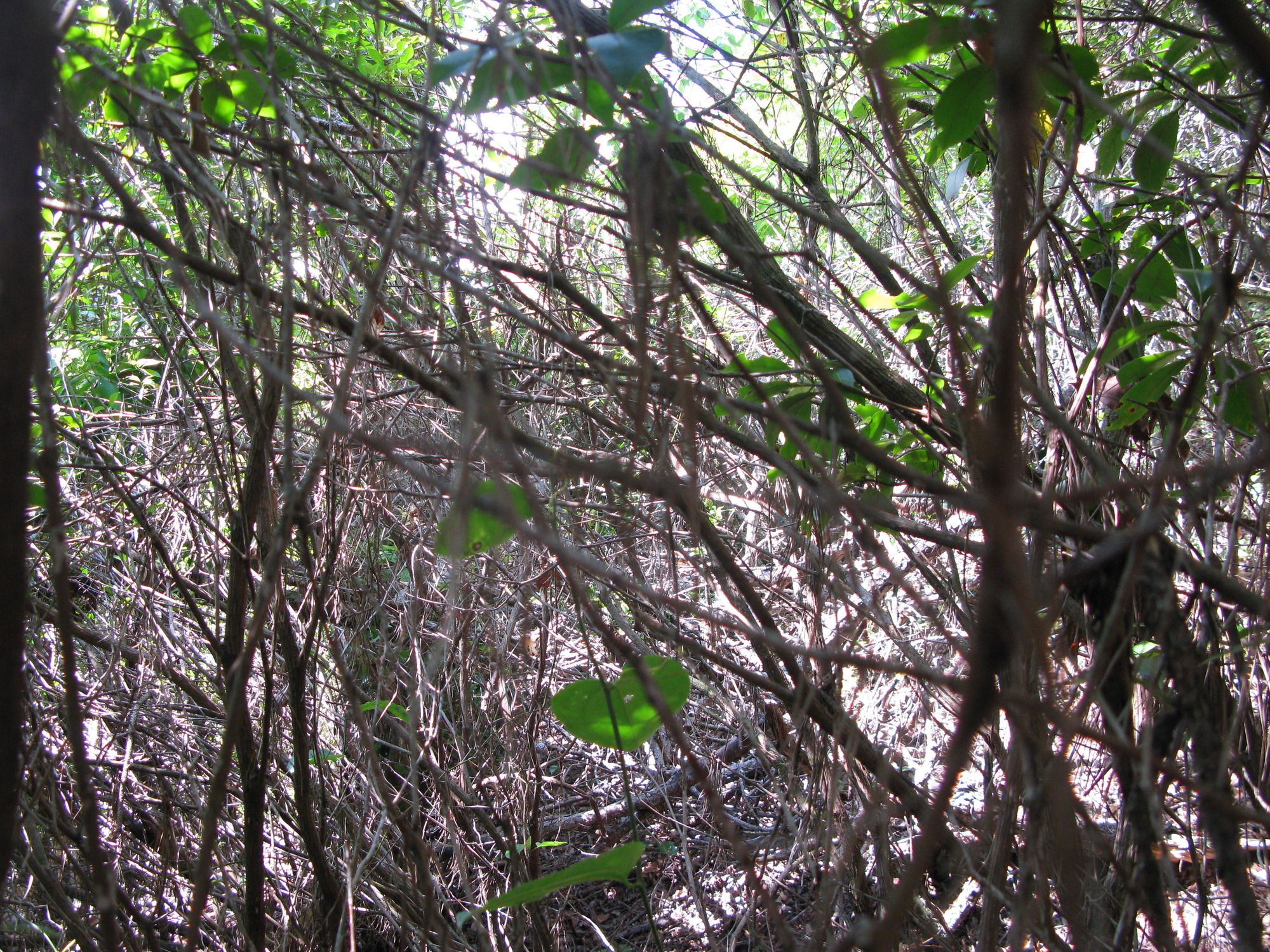 GRSM Accuracy Assessment. Plot Code: GRSM_AA_0895_6