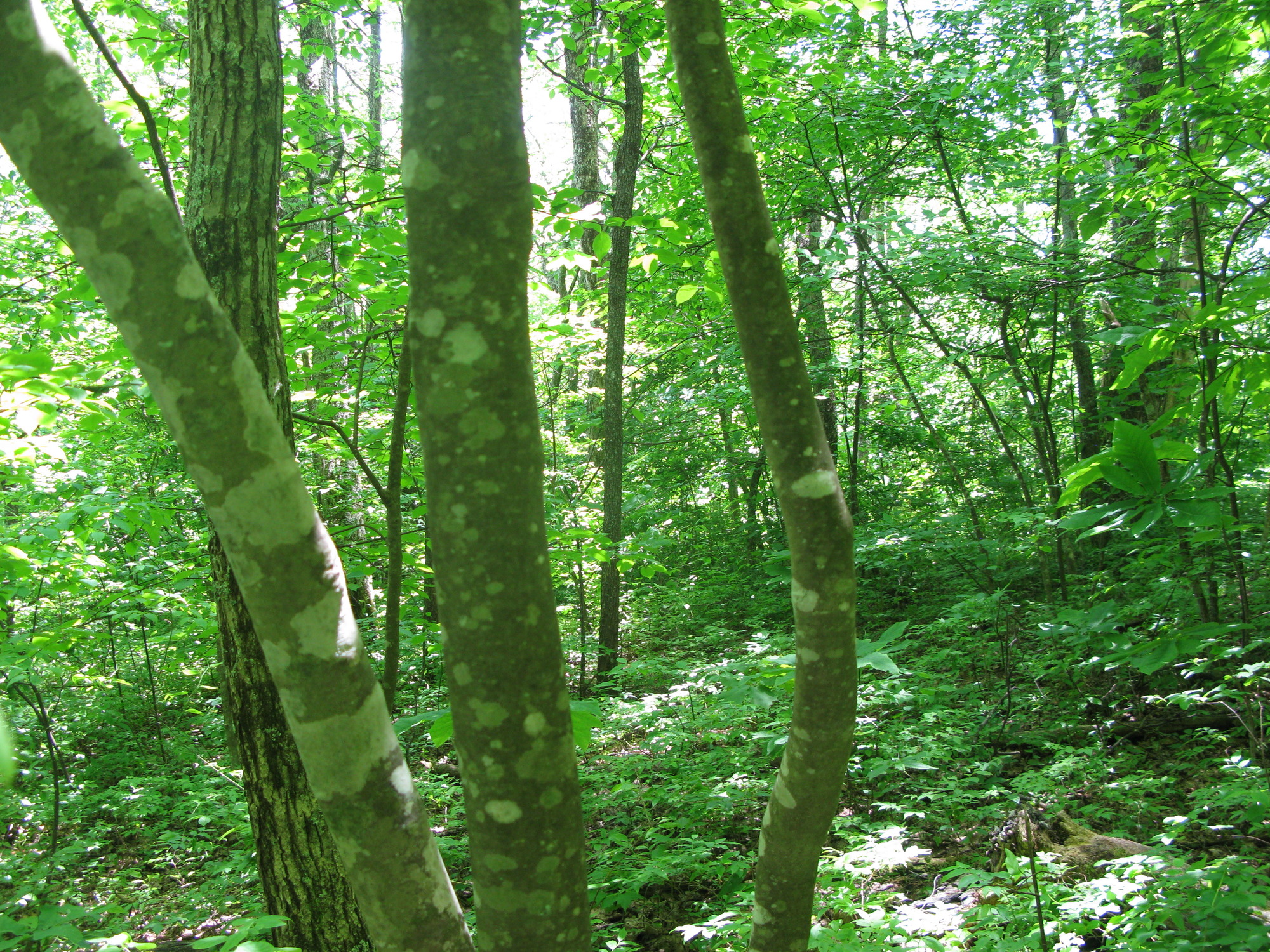 GRSM Accuracy Assessment. Plot Code: GRSM_AA_0697_4