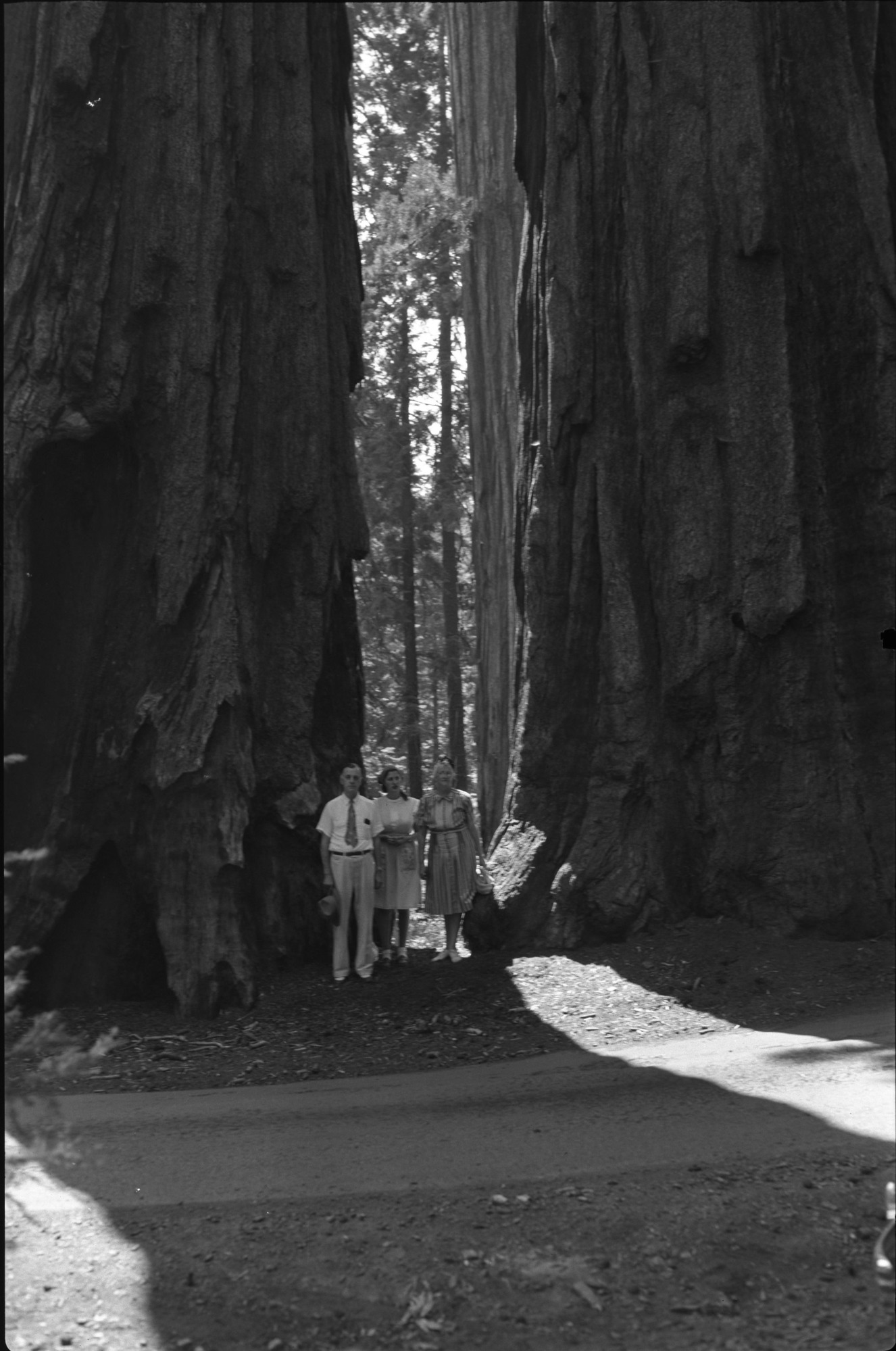 Congressman Michael Kirwan in the Mariposa Grove. 9th Dist. Ohio.
