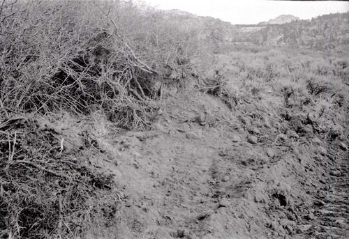 BW photo of the 1937 grazing study 35MM.