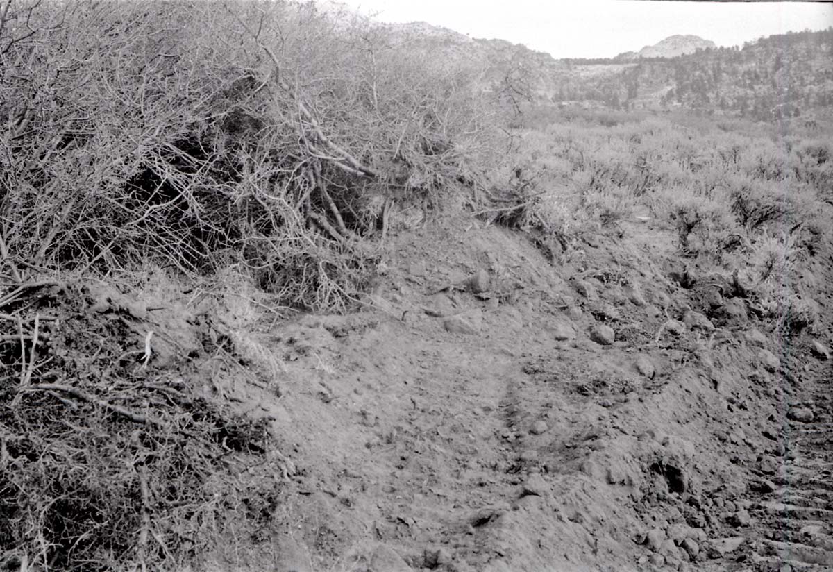 BW photo of the 1937 grazing study 35MM.