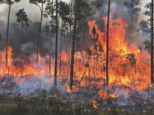 Prescribed fire burning in the Pine Rocklands.