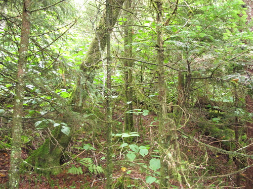 GRSM Accuracy Assessment. Plot Code: GRSM_AA_0280_4