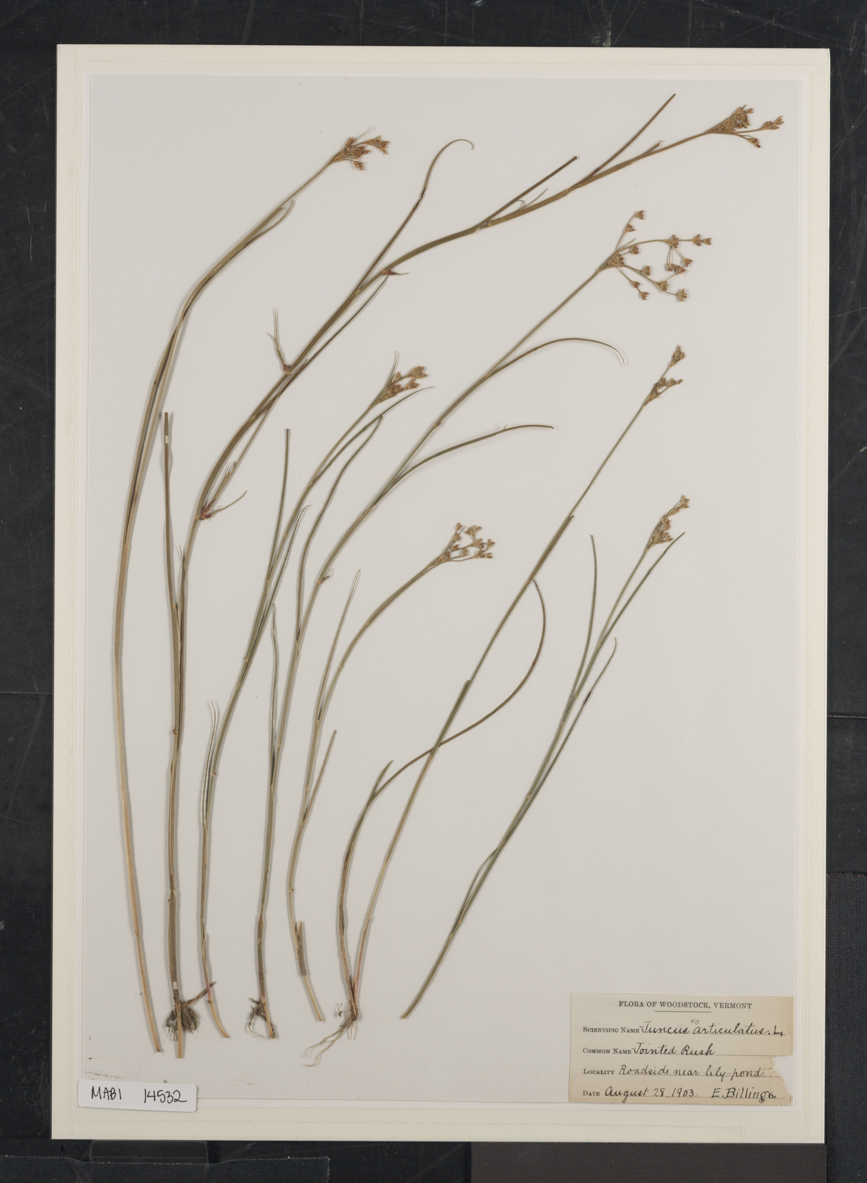 Preserved biological specimen on paper.