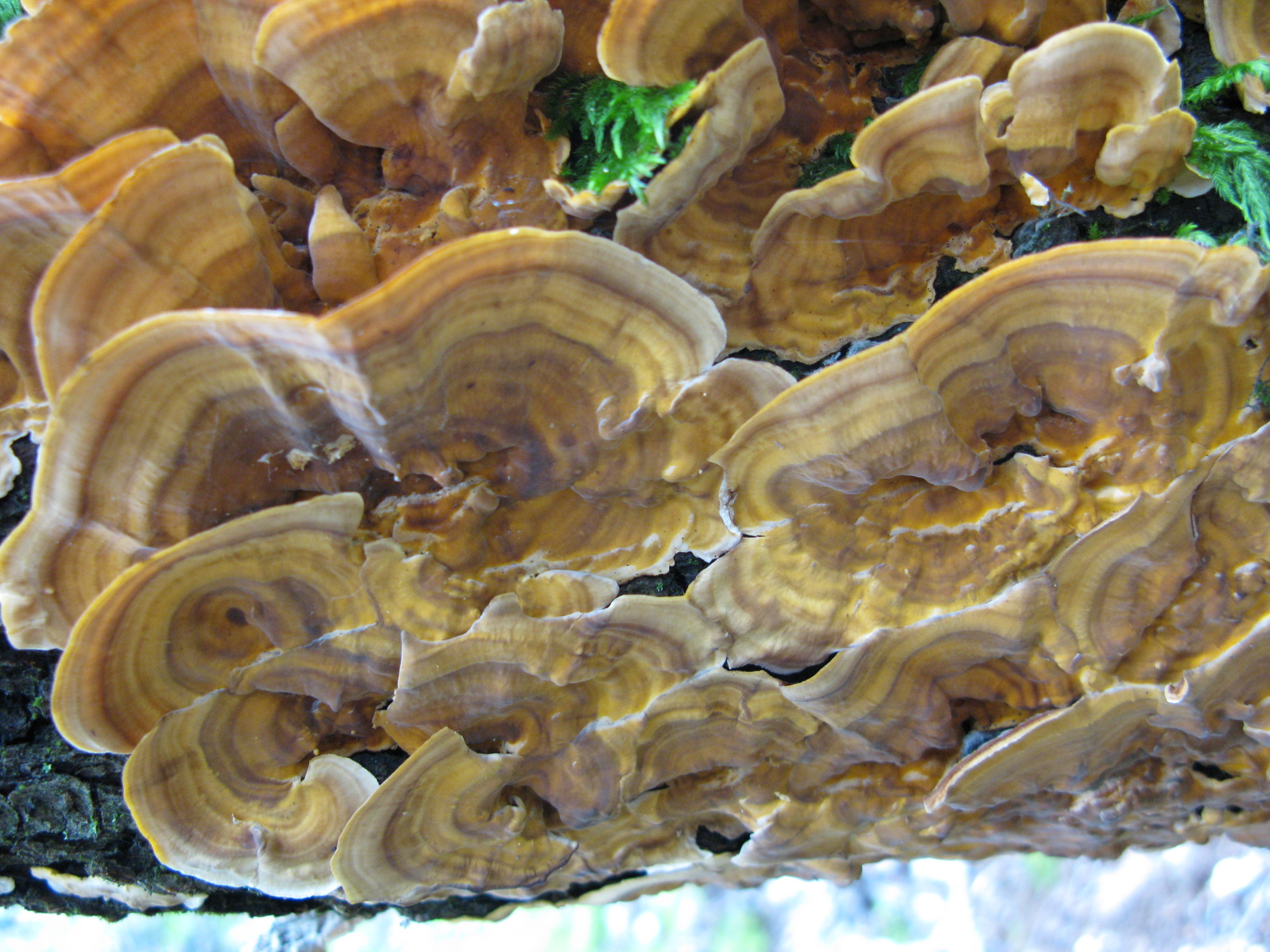 Turkey Tail mushrooms found along Davis Gulch.