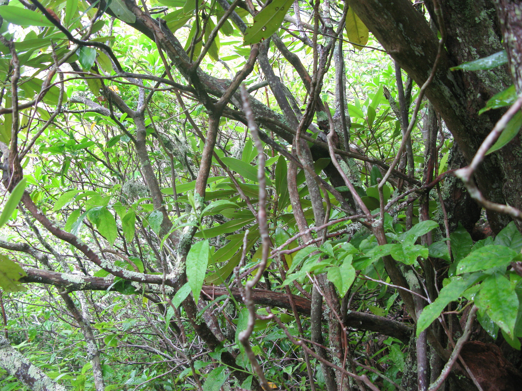 GRSM Accuracy Assessment. Plot Code: GRSM_AA_0349_5