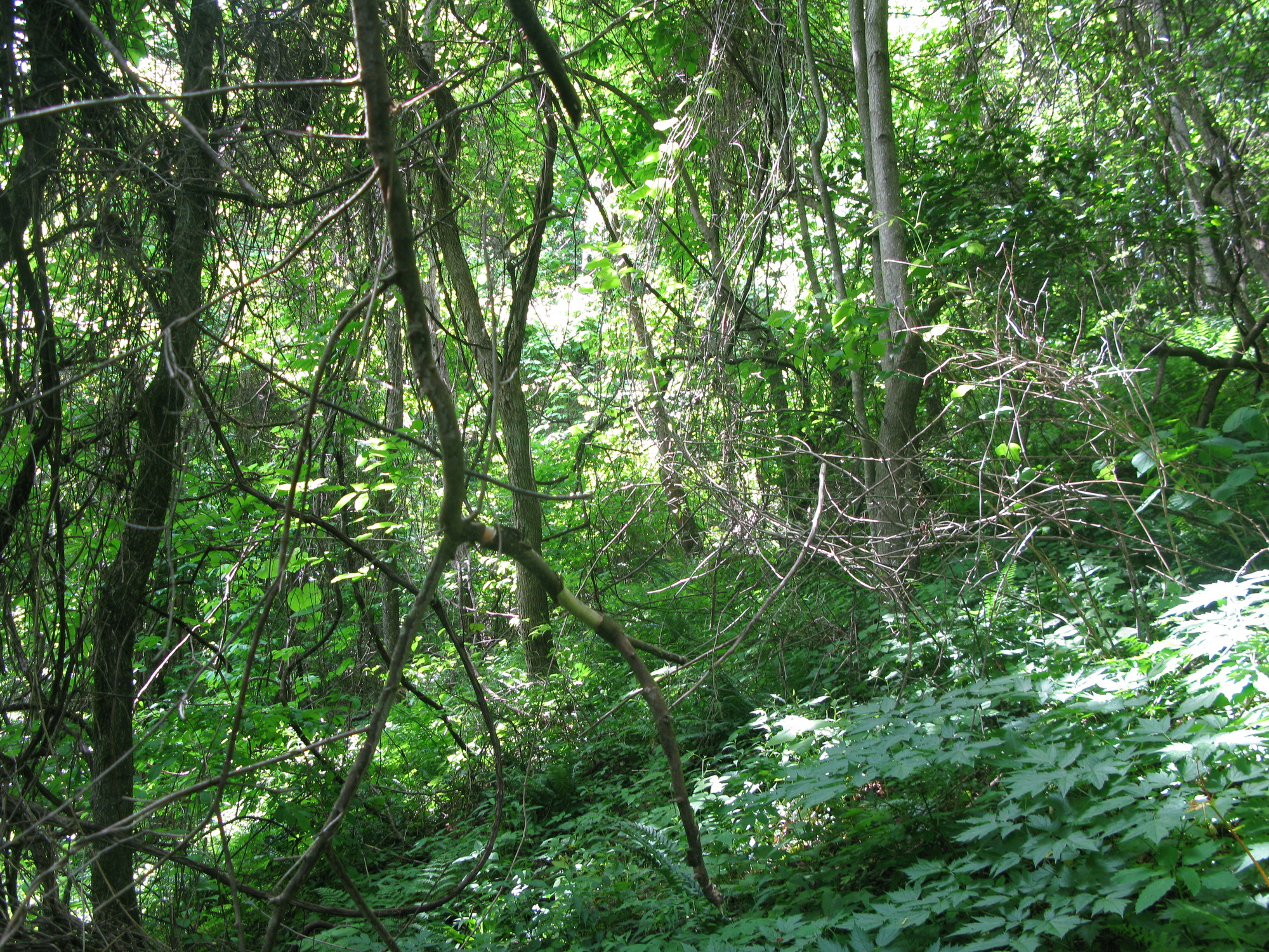 GRSM Accuracy Assessment. Plot Code: GRSM_AA_0735_4