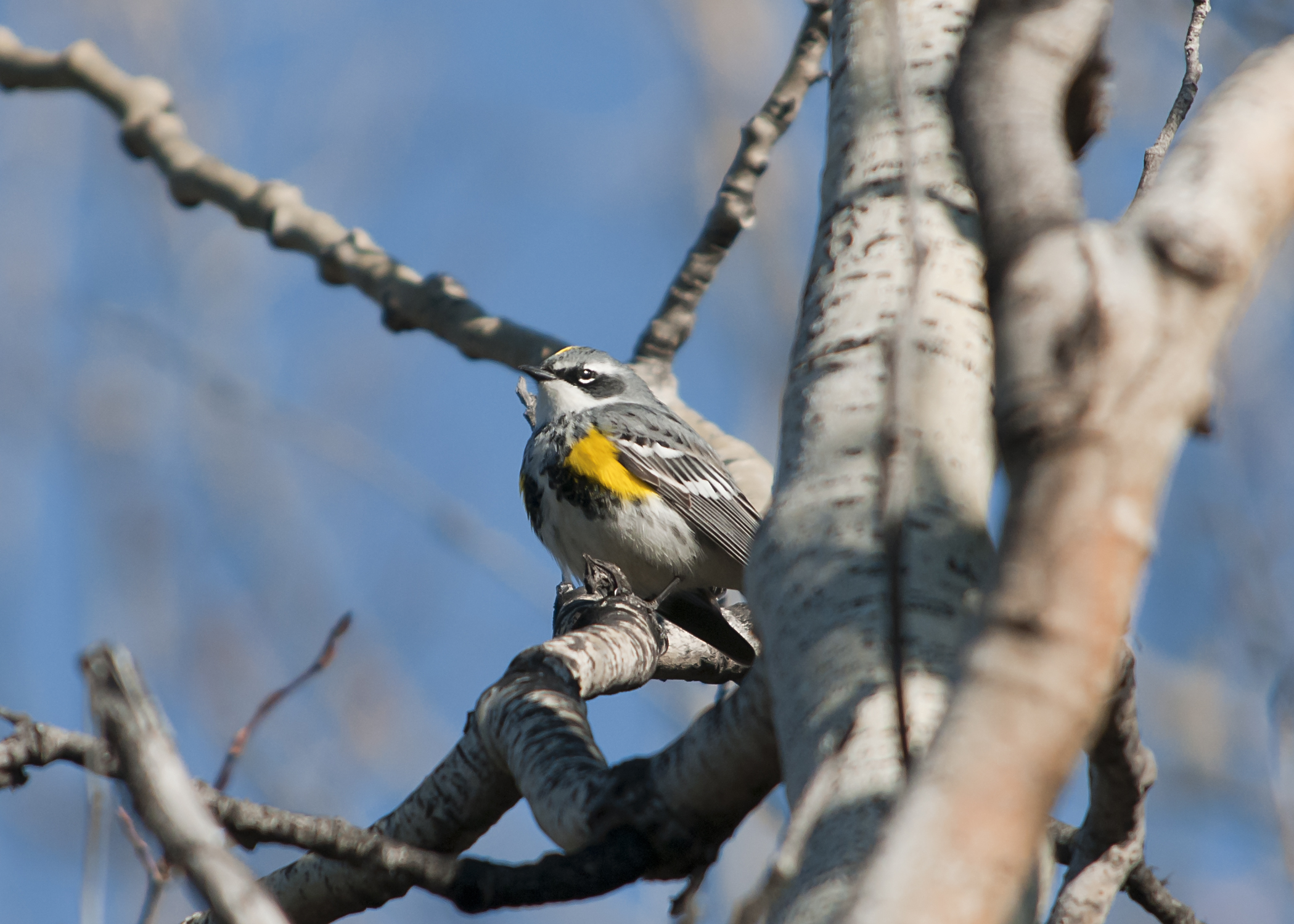 a small gray bird with yellow markings under its wings perched in a tree