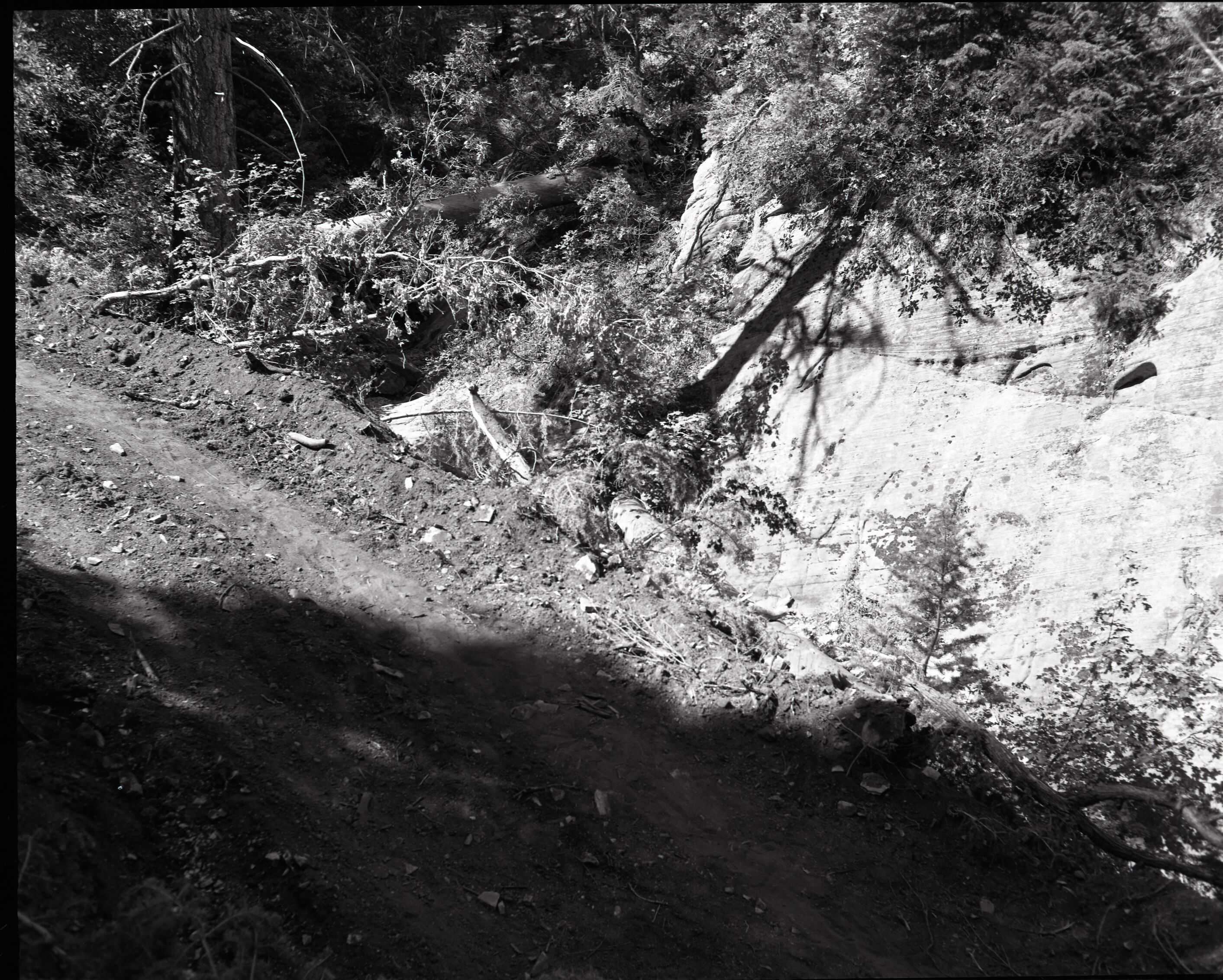 Dirt road from Potato Hollow to Kolob Creek with a small green fir tree uprooted and pushed off road.