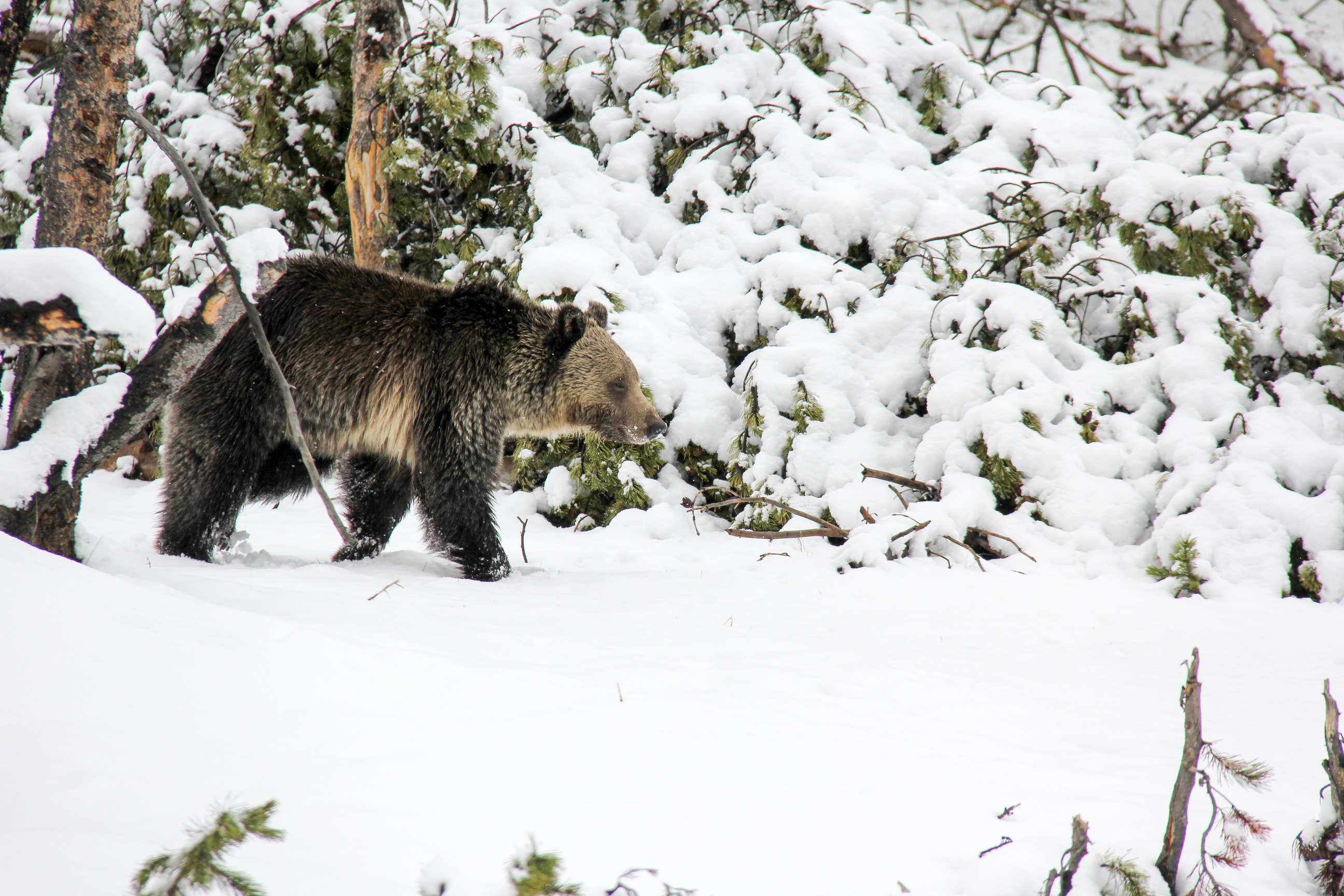 Grizzly bear walks in snow in an open forest.