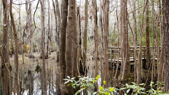 a group of skinny trees growing in a swamp with a wooden dock jutting out into the swamp in the midground