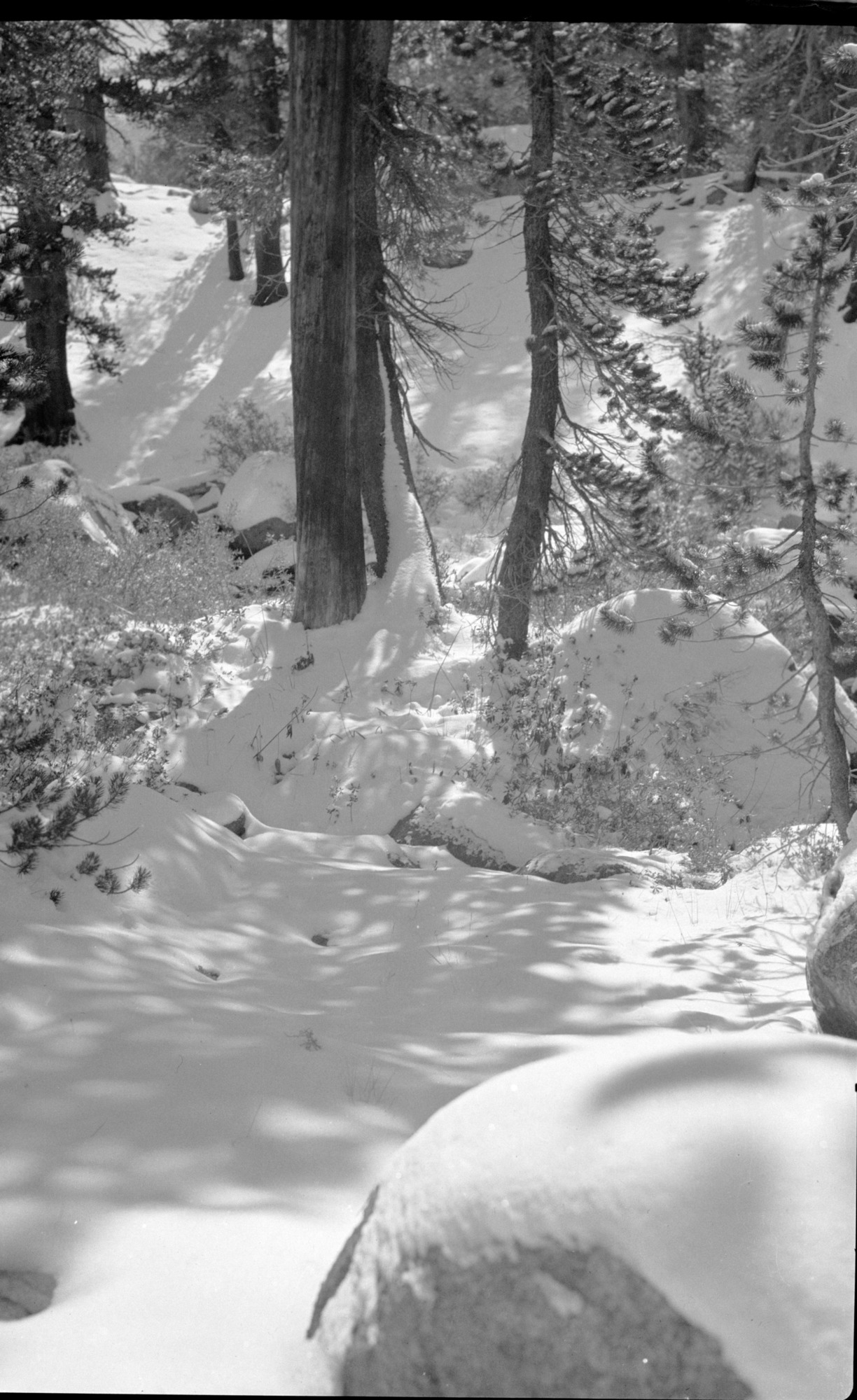 Shadows on snow at Tuolumne Meadows after storm.