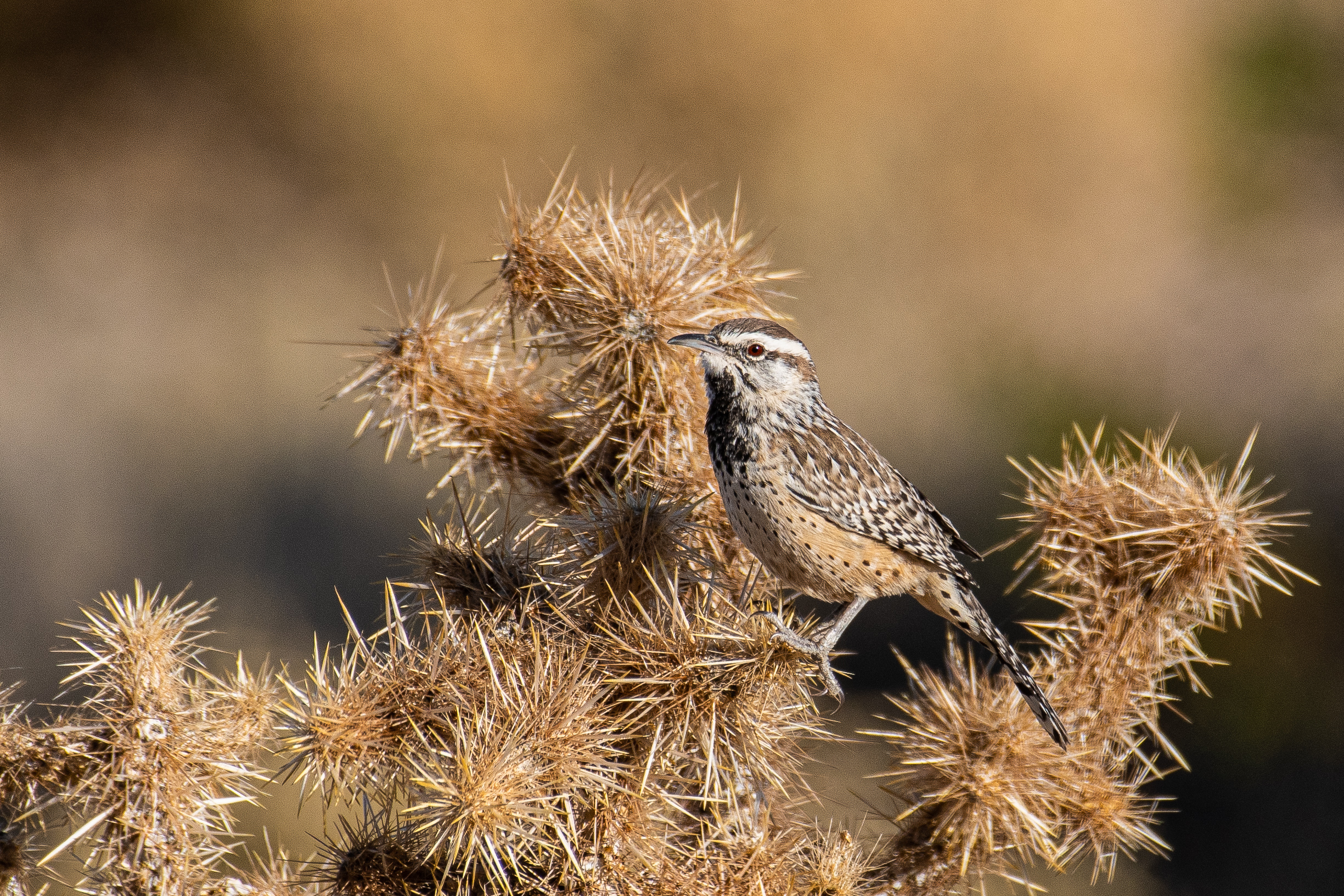 Cactus wren standing on a dry plant