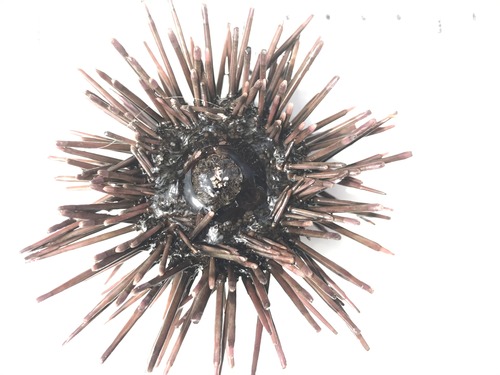 Arbacia stellata (previously Arbacia incisa) found at Arch Point, Santa Barbara Island, Channel Islands National Park. 