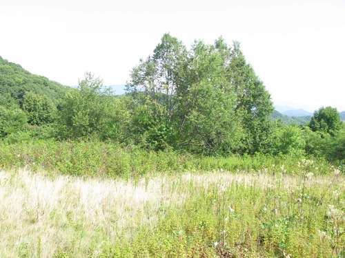 GRSM Accuracy Assessment. Plot Code: GRSM_AA_0181_2