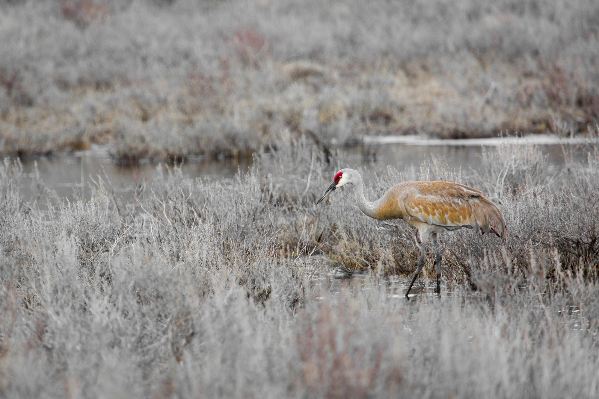 Sandhill crane is walking in the shallow water of a pond.