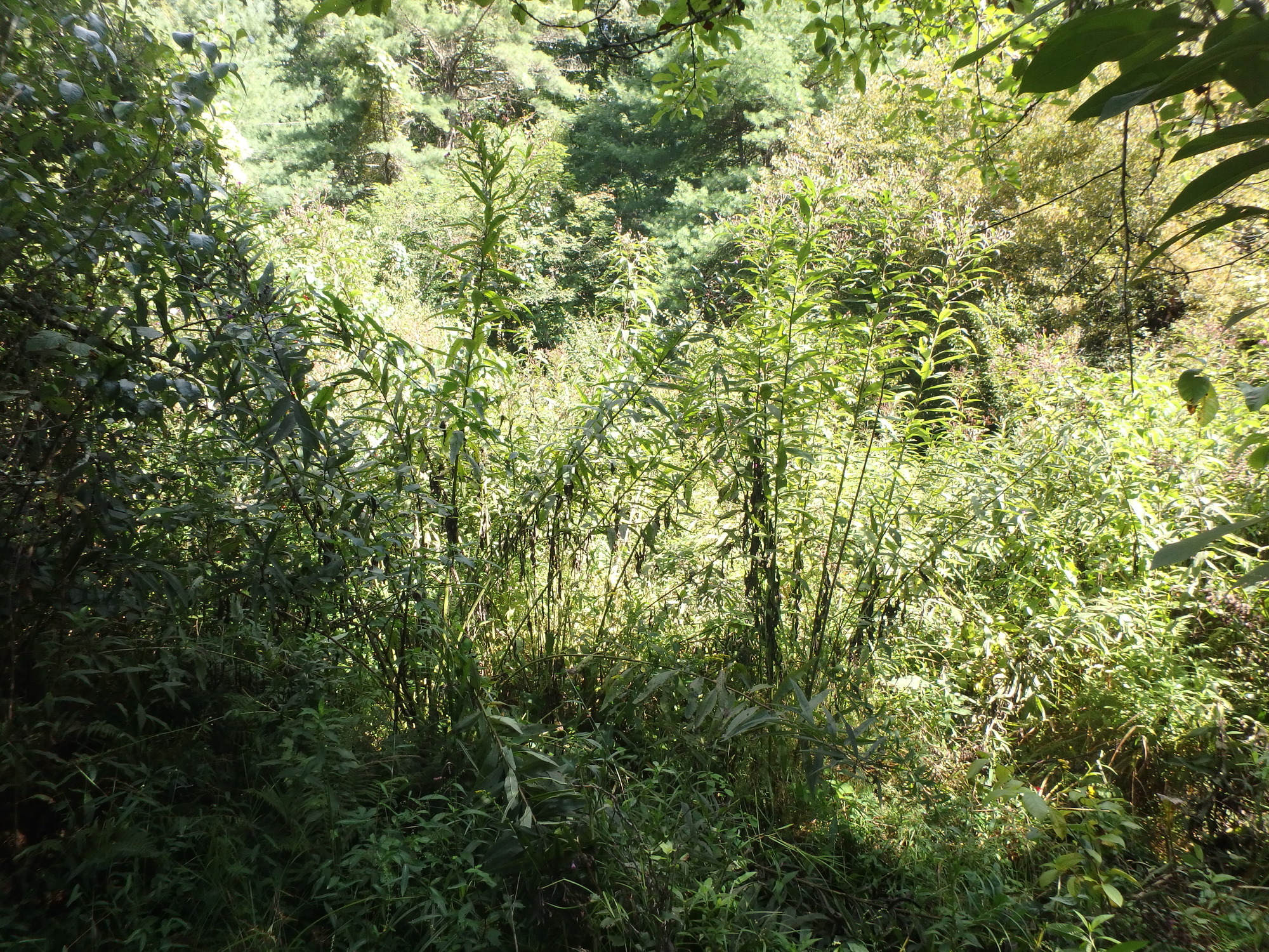 GRSM Accuracy Assessment. Plot Code: GRSM_AA_0046_2