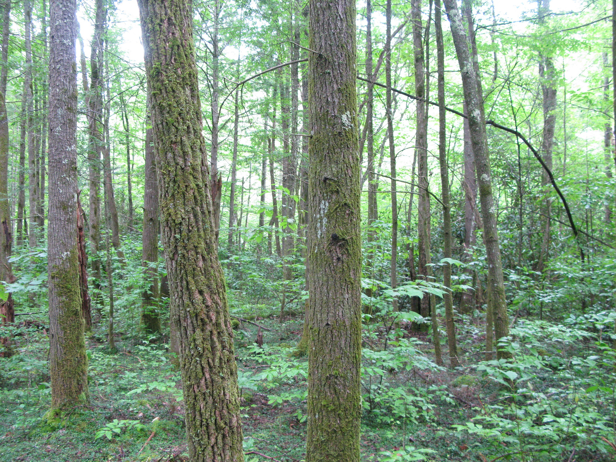 GRSM Accuracy Assessment. Plot Code: GRSM_AA_0961_2