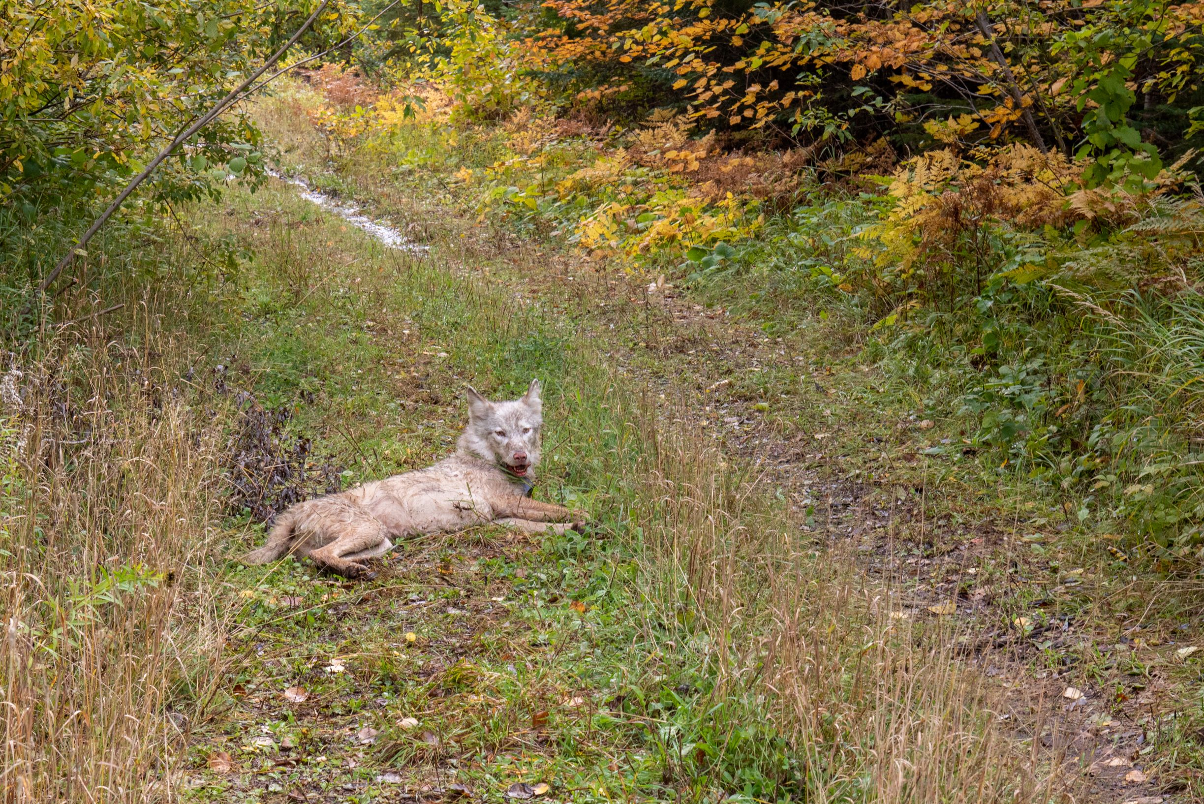 A light colored wolf lays down next to a hiking trail in short grass.