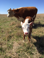 A Hereford calf looks inquisitively at the camera while mother cow stands behind.