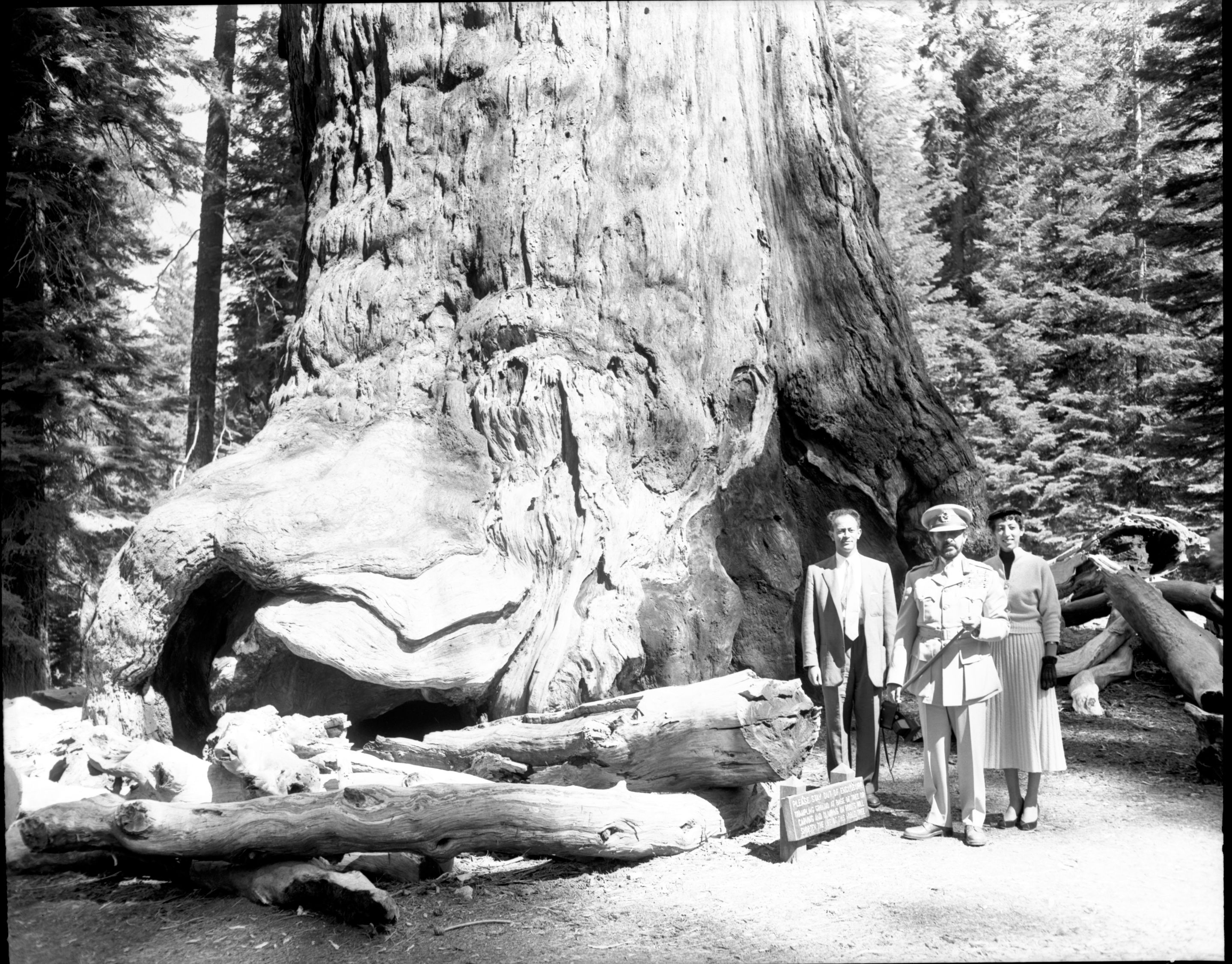 Haile Selassie at the base of the Grizzly Giant.