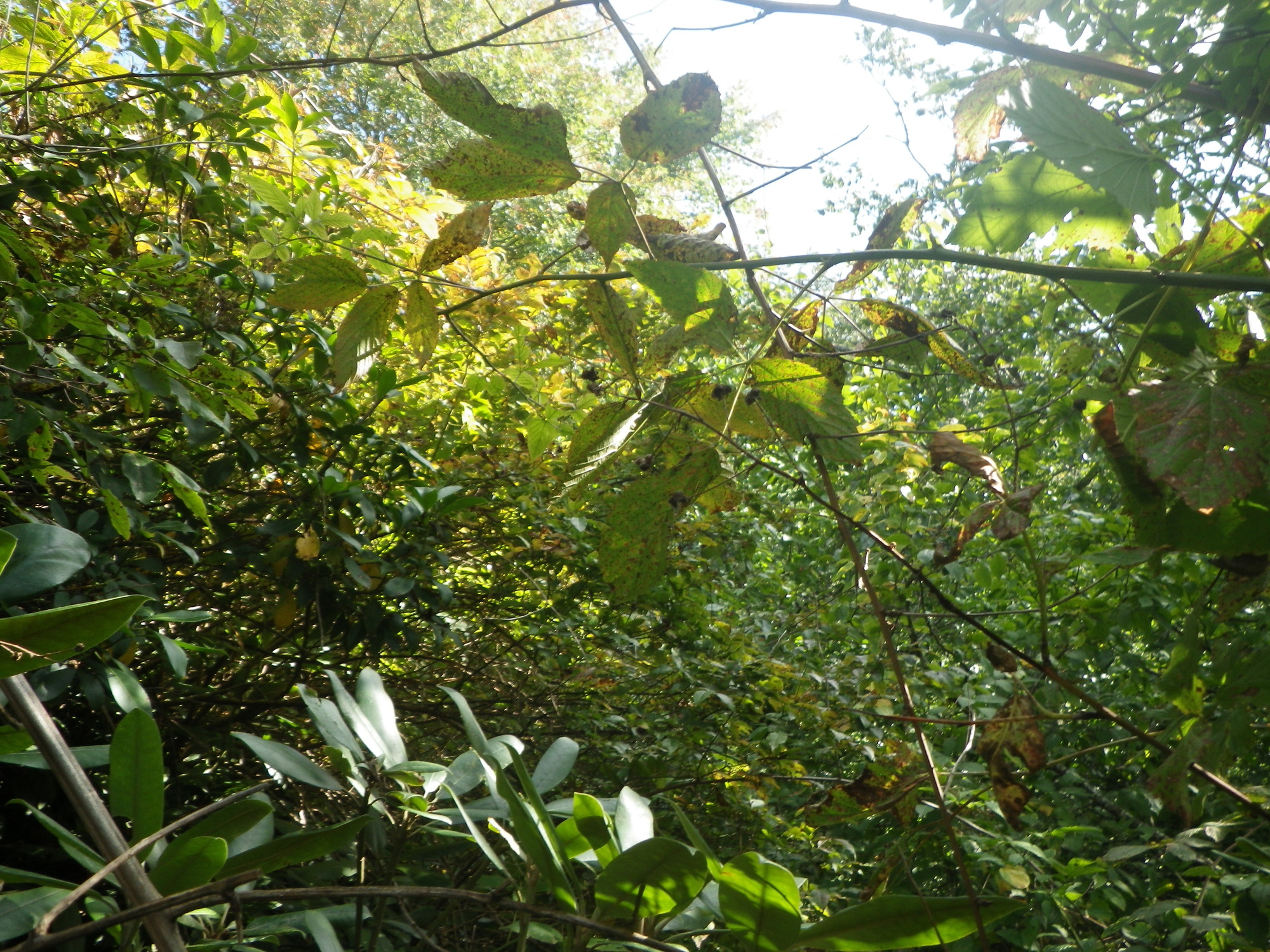 GRSM Accuracy Assessment. Plot Code: GRSM_AA_0321_4