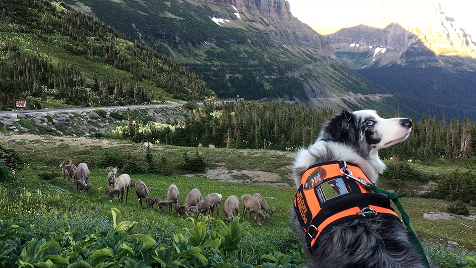 Border collie wearing orange working vest looks back at handler. Eleven bighorn rams graze in the grass below her. Going-to-the-Sun Road is in background.