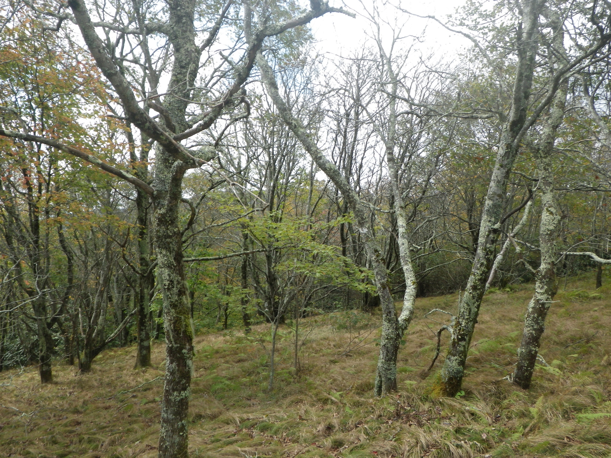 GRSM Accuracy Assessment. Plot Code: GRSM_AA_0186_5