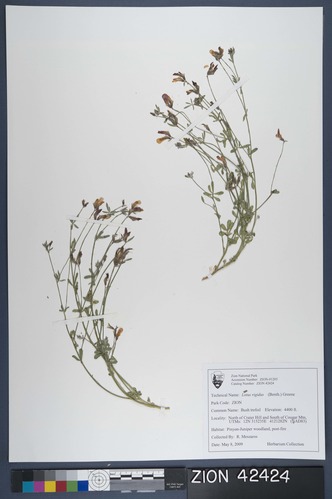 Herbarium Specimen Sheet 42424