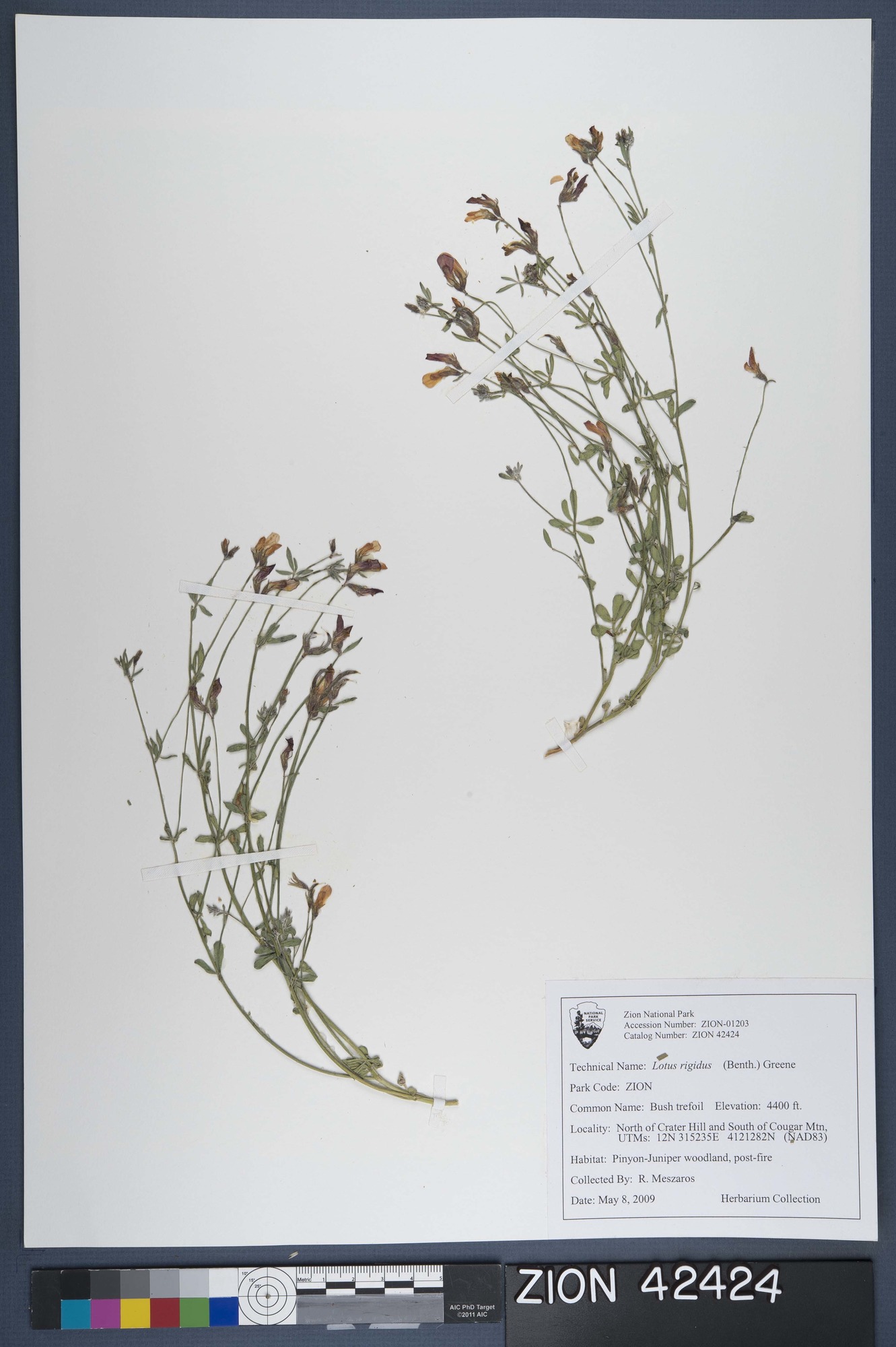 Herbarium Specimen Sheet 42424