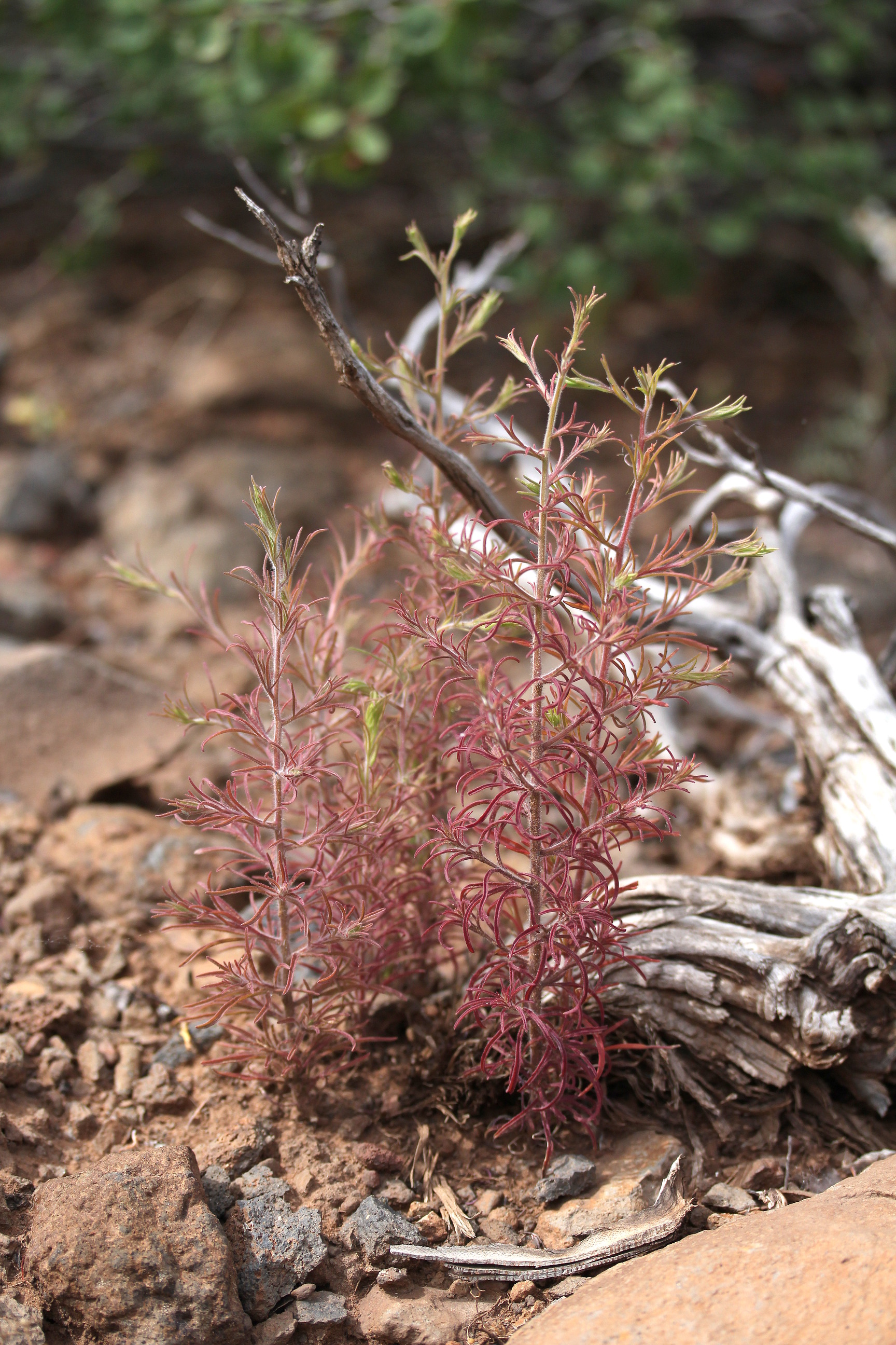 Cordylanthus kingii, King's bird's-beak