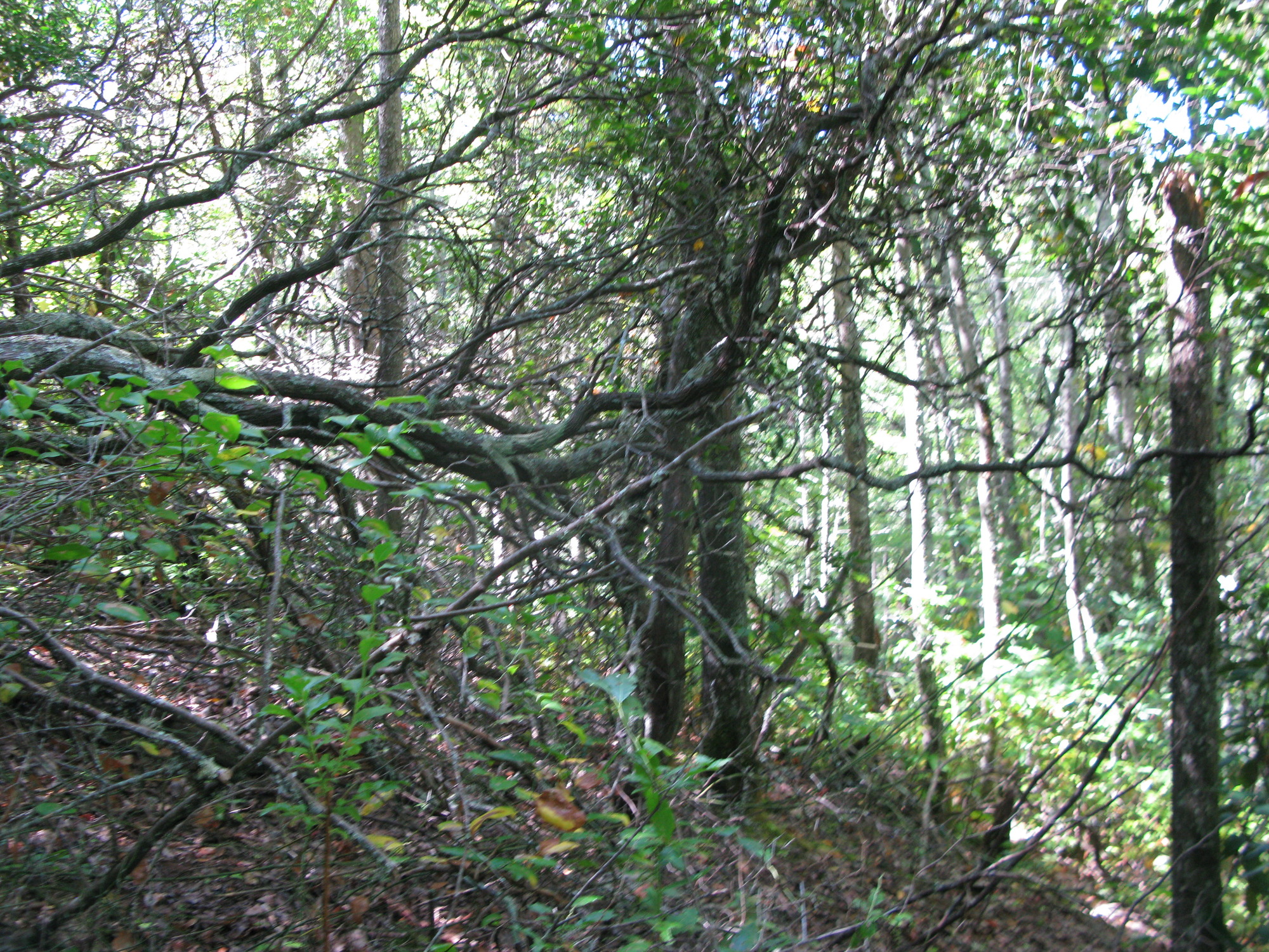 GRSM Accuracy Assessment. Plot Code: GRSM_AA_0975_5