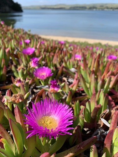 A single bright iridescent magenta flower blooming in the lower center of the photo. Several more magenta flowers are blooming in a line behind it. Each flower has hundred of thin long papery petals surrounding a large center of dozens of yellow stamen and a single pistil. The flowers are surrounded by a field of upright, thick and finger-like fleshy leaves. The leaves are mostly green and turning reddish at their tips. A strip of sand and water from the bay are behind this field of iceplant.