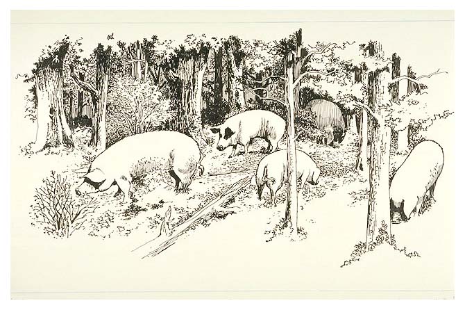 Hogs or pigs in the woods.
