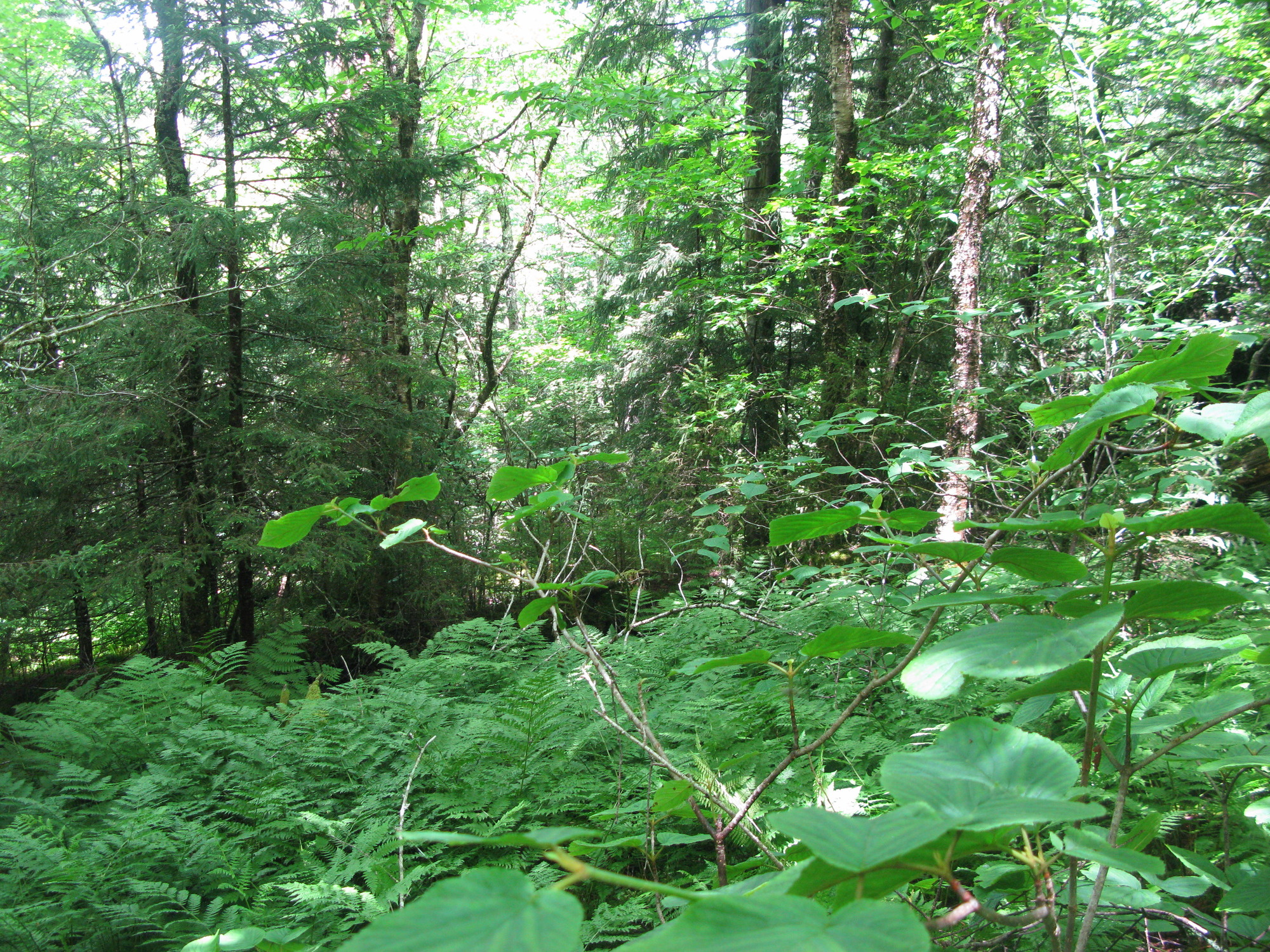 GRSM Accuracy Assessment. Plot Code: GRSM_AA_0580_2