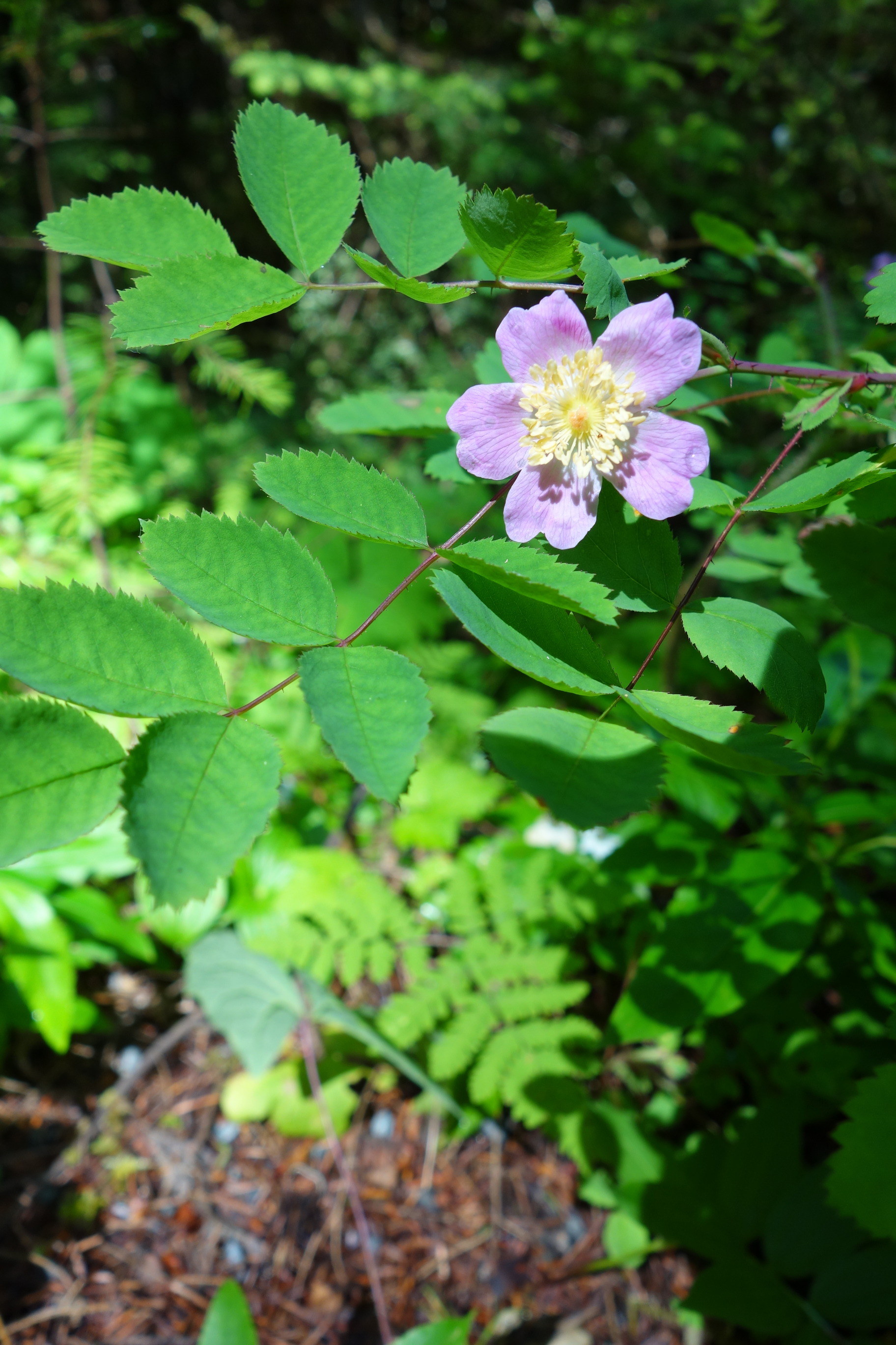 A single pale pink rose on a branch with toothed leaves. 