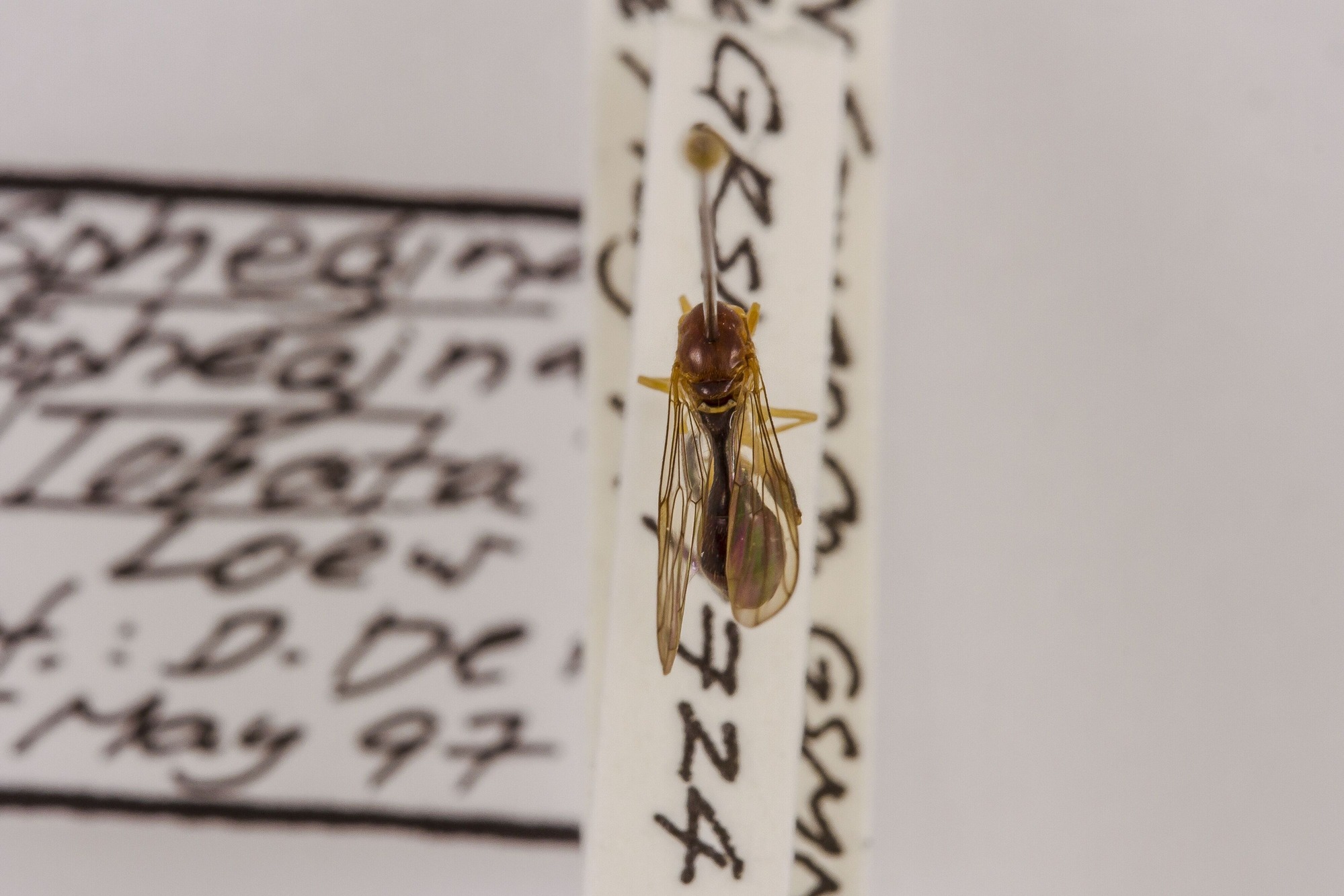 Image of Sphegina lobata, a species of Animalia