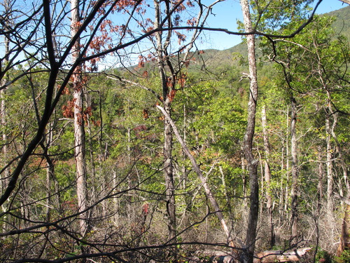 GRSM Accuracy Assessment. Plot Code: GRSM_AA_0329_5