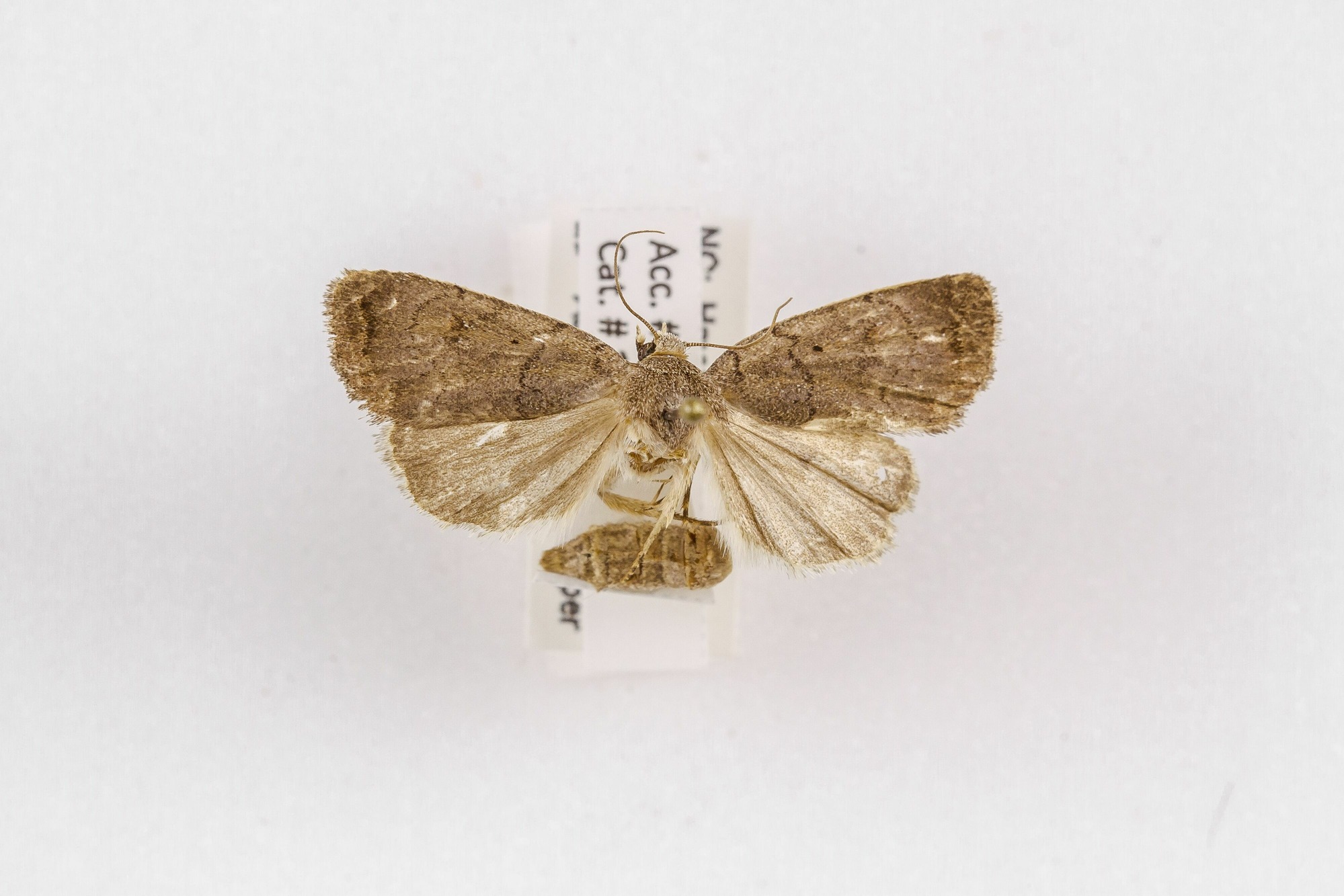 Image of Anorthodes tarda, a species of Animalia