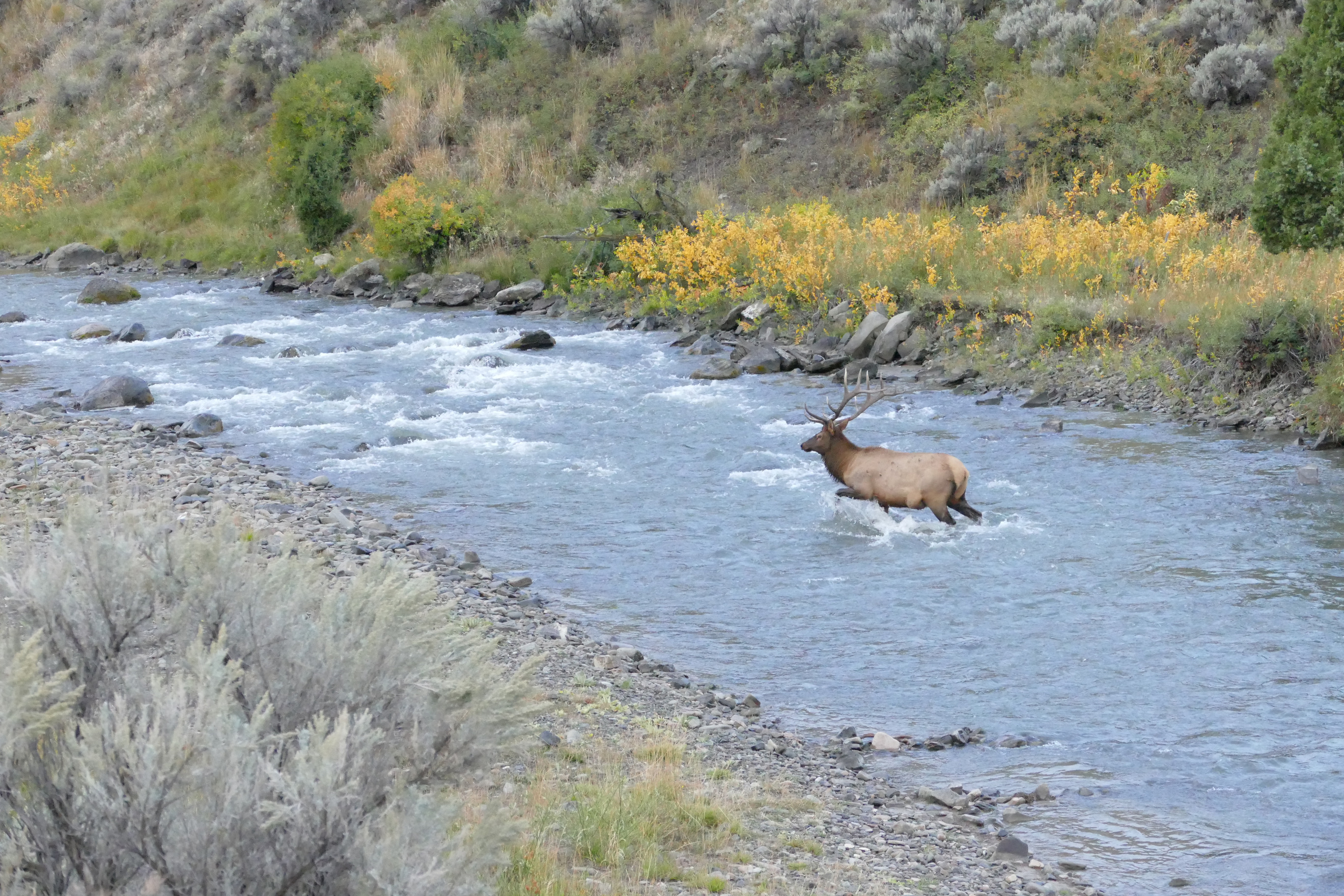 Bull elk walks across river with yellow vegetation in the background.