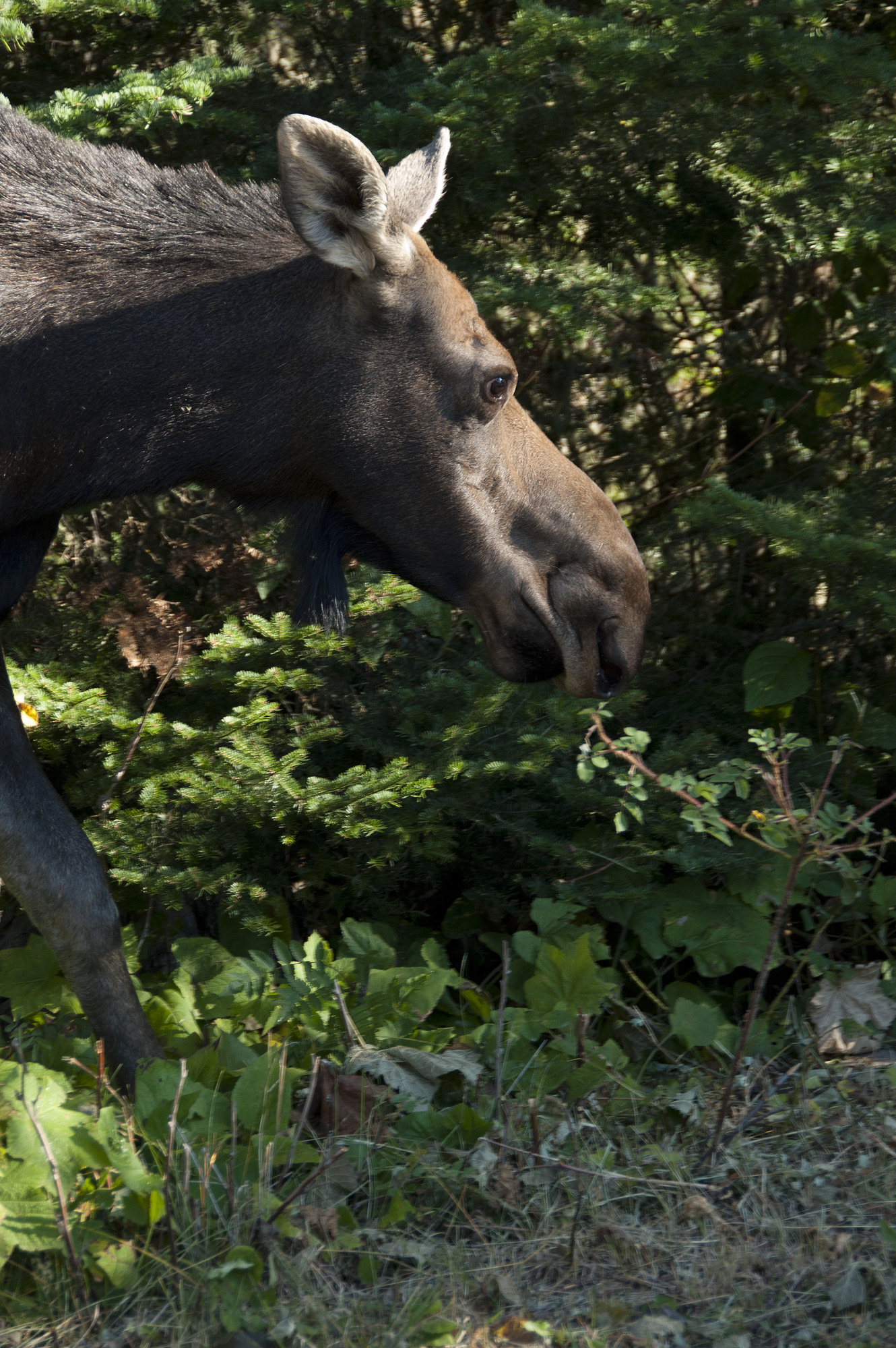 The side profile of a cow moose from the shoulders up.
