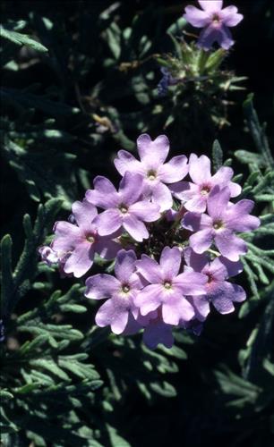 Badlands Flowers: Red, Pink, Blue