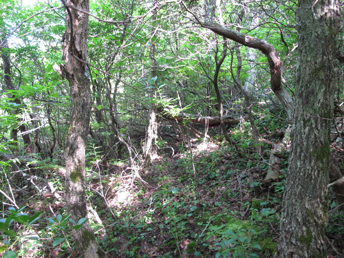 GRSM Accuracy Assessment. Plot Code: GRSM_AA_0377_6