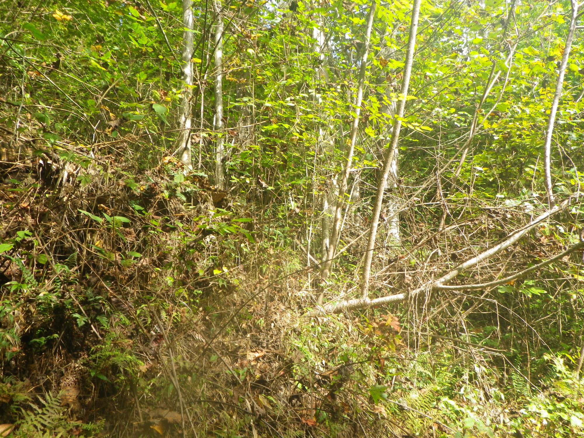 GRSM Accuracy Assessment. Plot Code: GRSM_AA_0651_2