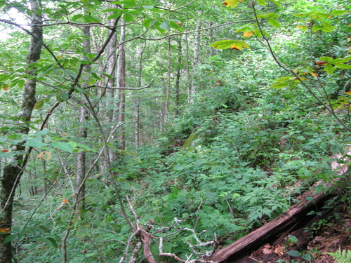 GRSM Accuracy Assessment. Plot Code: GRSM_AA_0250_5