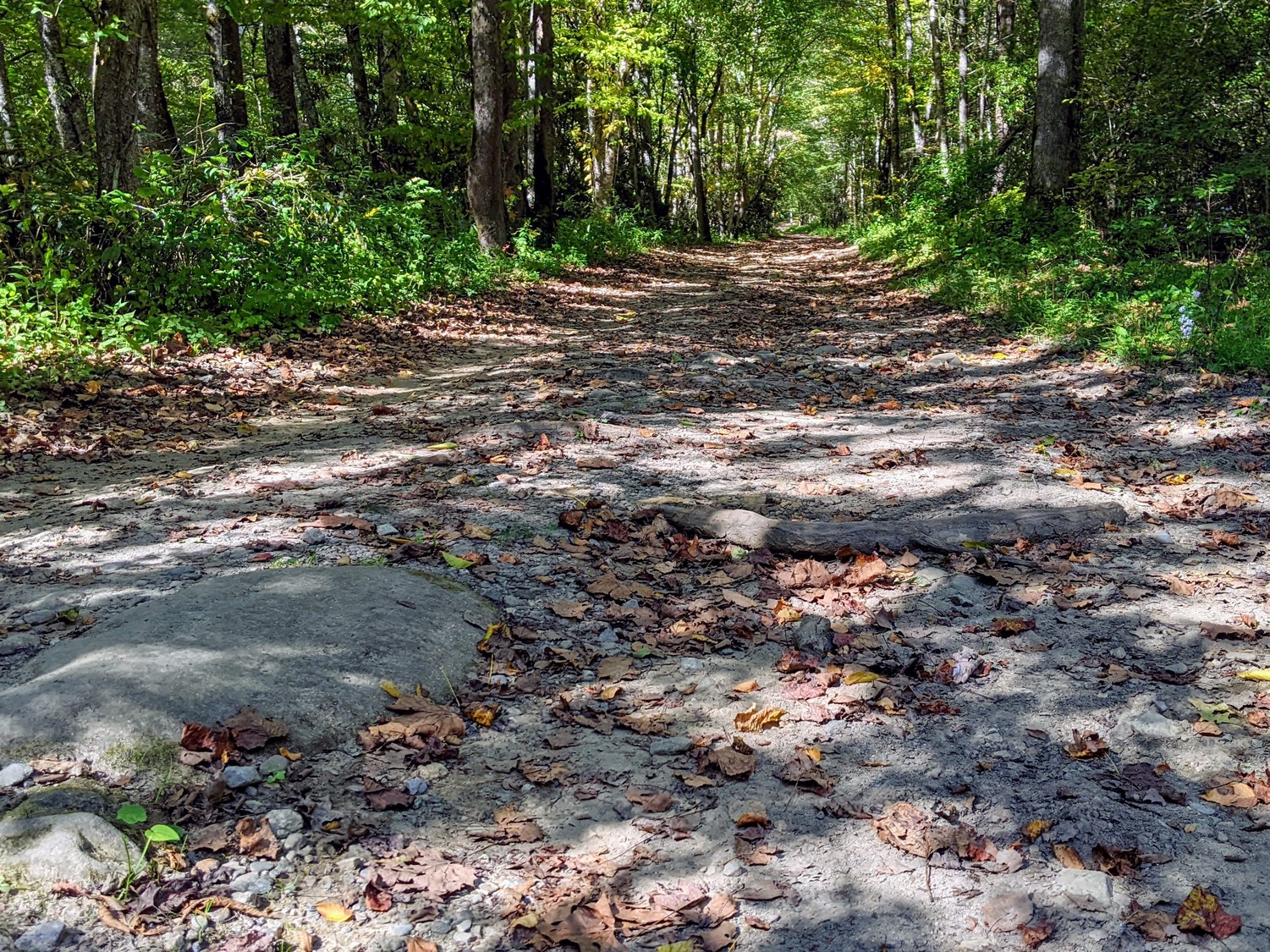A large, smooth rock and a log in the middle of a wide gravel trail through a forest.